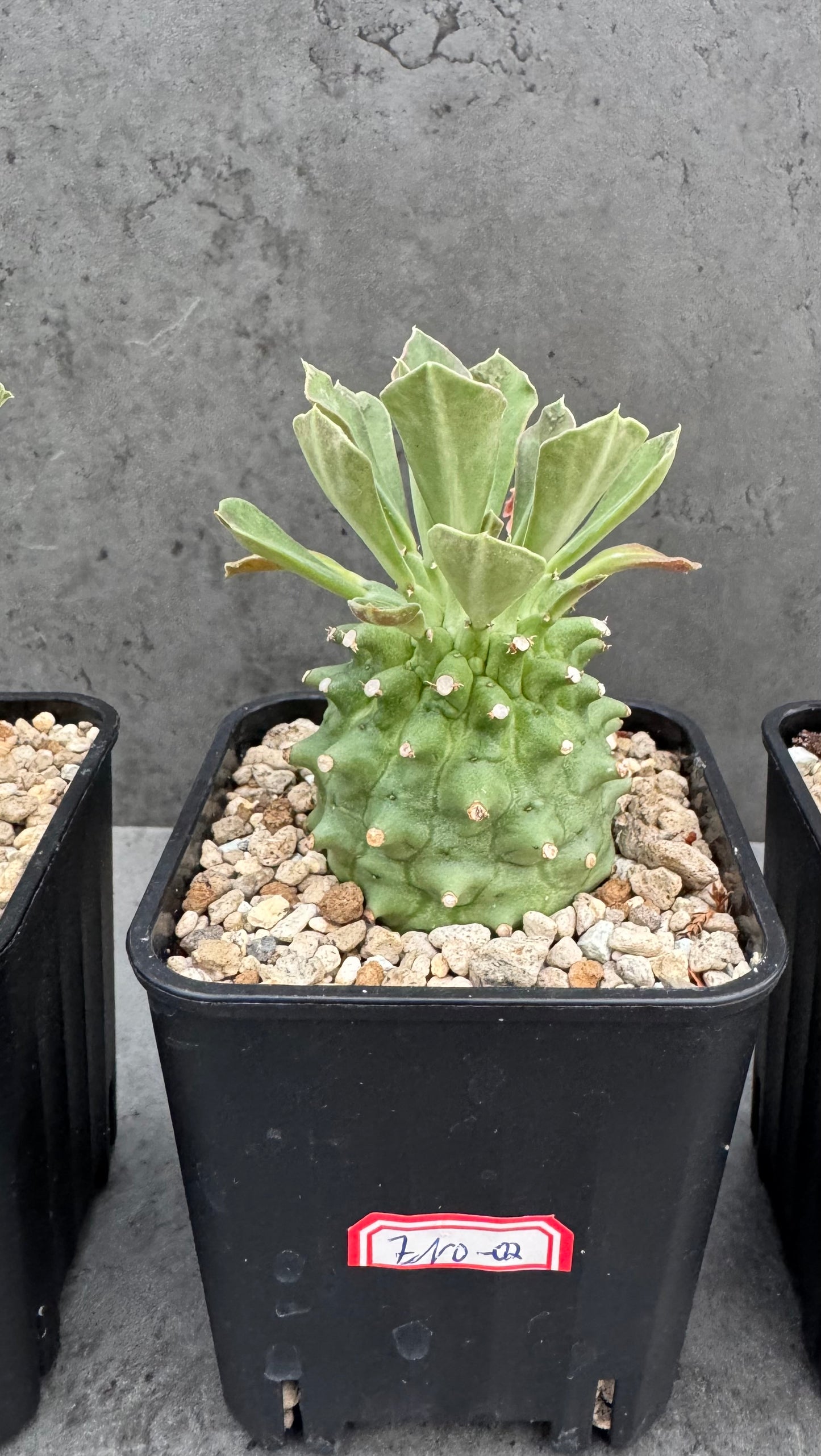 Euphorbia neoreflexa