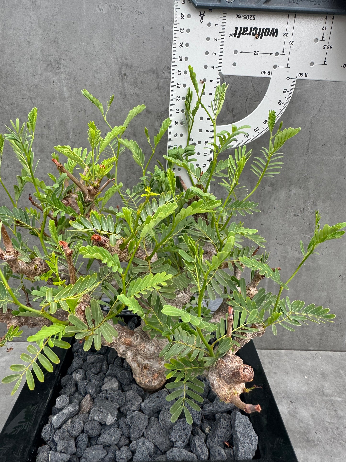 Senna meridionalis - ein exklusives Exemplar!
