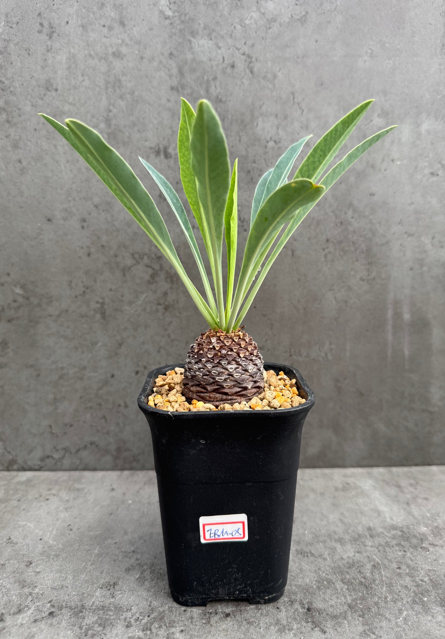Euphorbia bupleurifolia- mittlere Größe