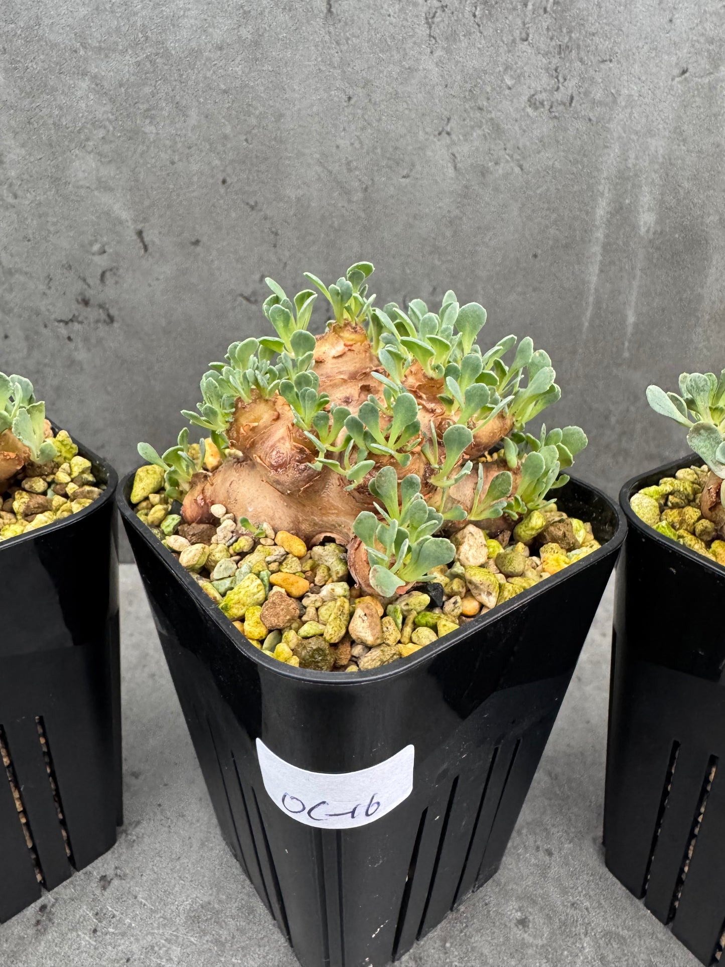 othonna cacalioides - große Pflanzen