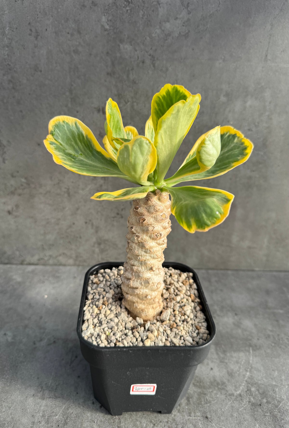 Euphorbia poissonii variegata - Wurzelechte Exemplare