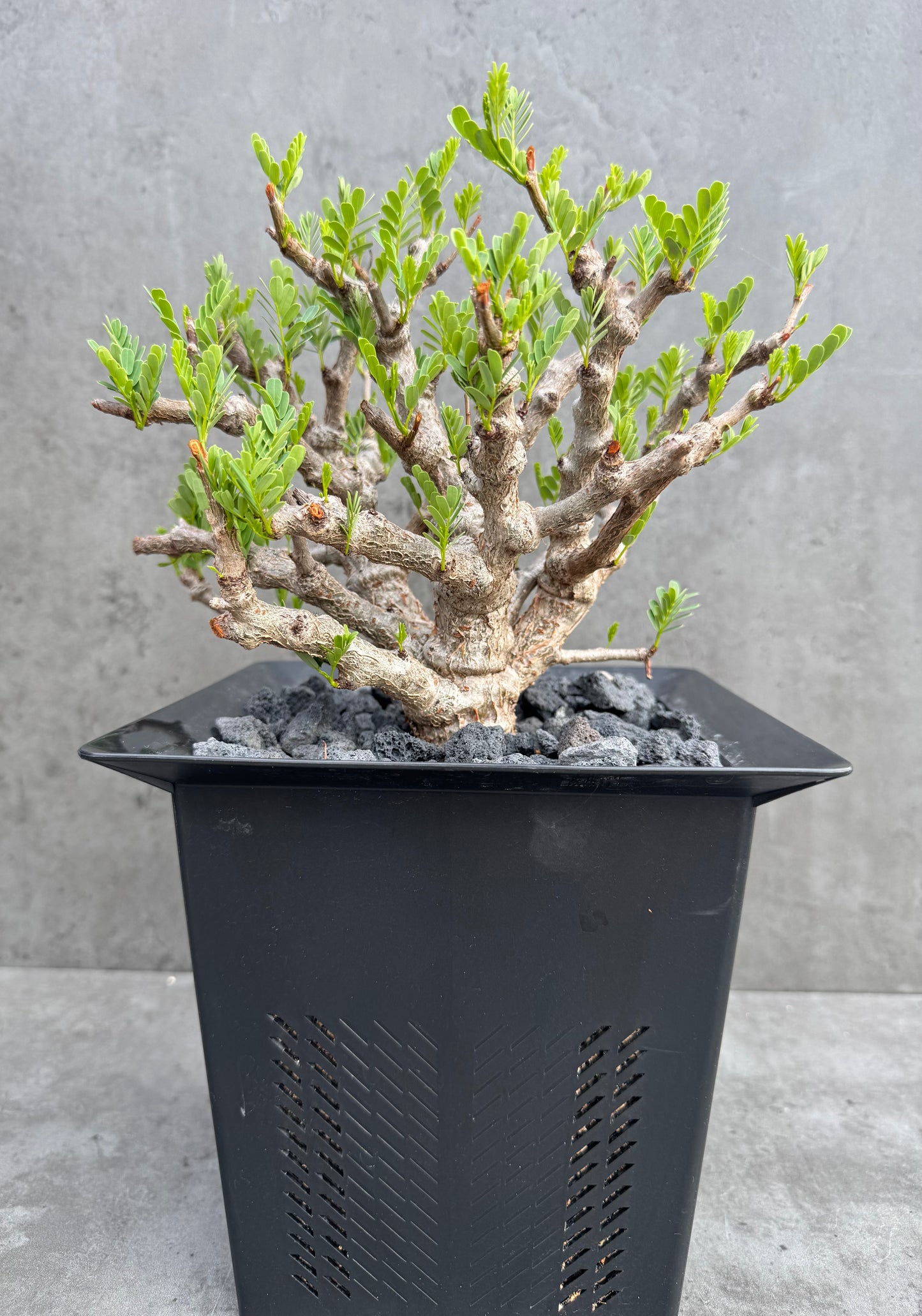 Senna meridionalis - ein exklusives Exemplar!