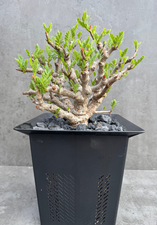 Senna meridionalis - ein exklusives Exemplar!