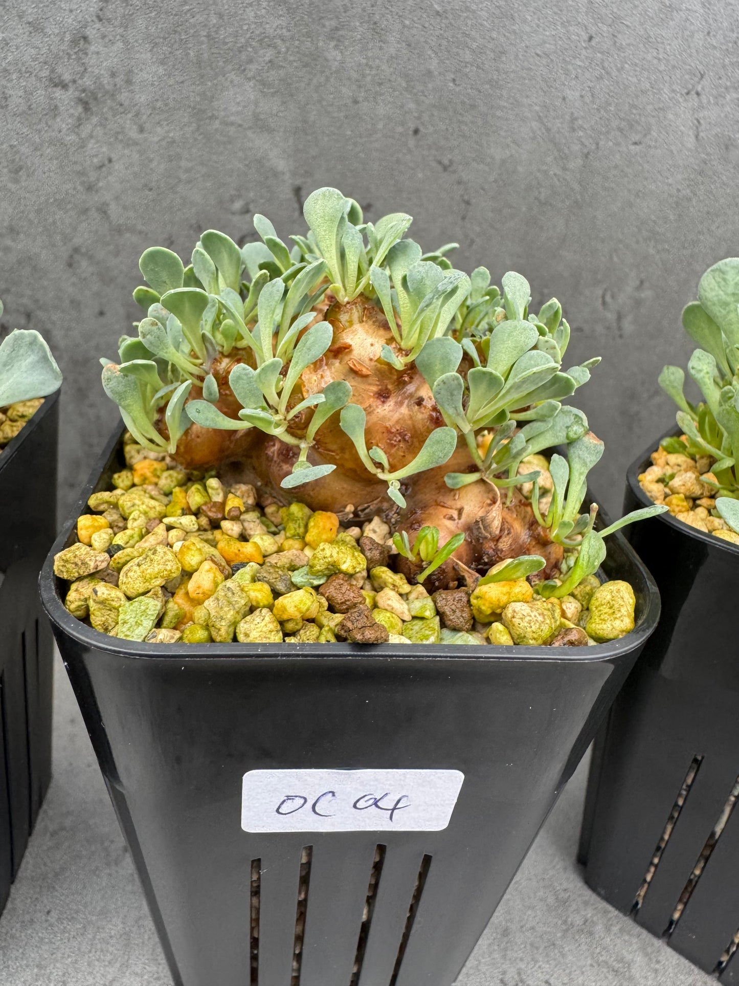 othonna cacalioides - große Pflanzen