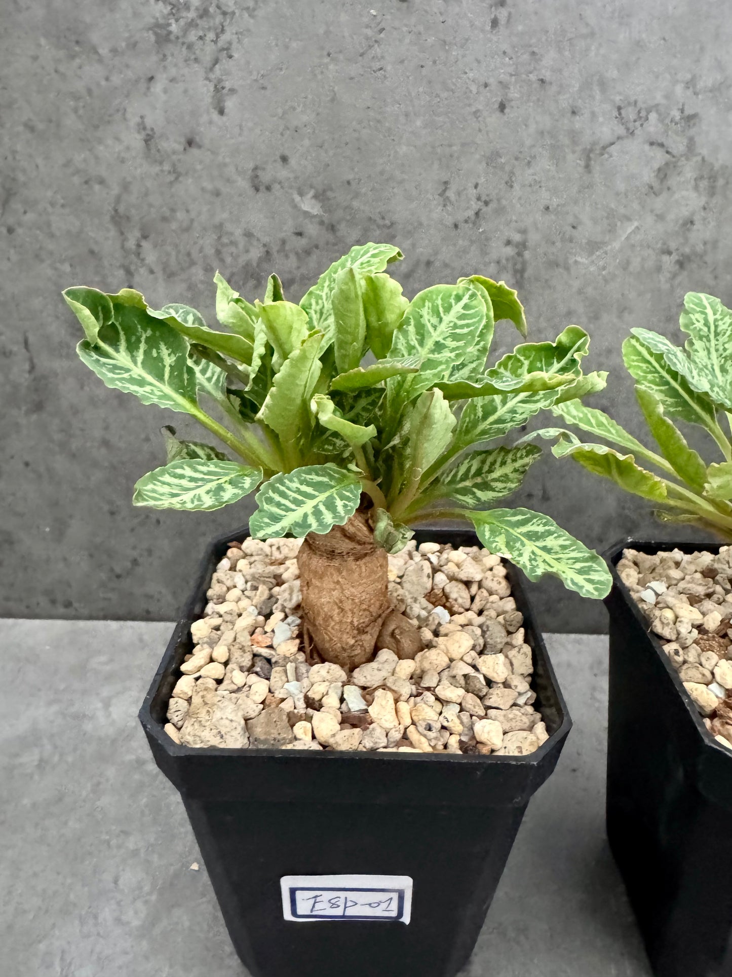 Euphorbia Spannringii fishbone