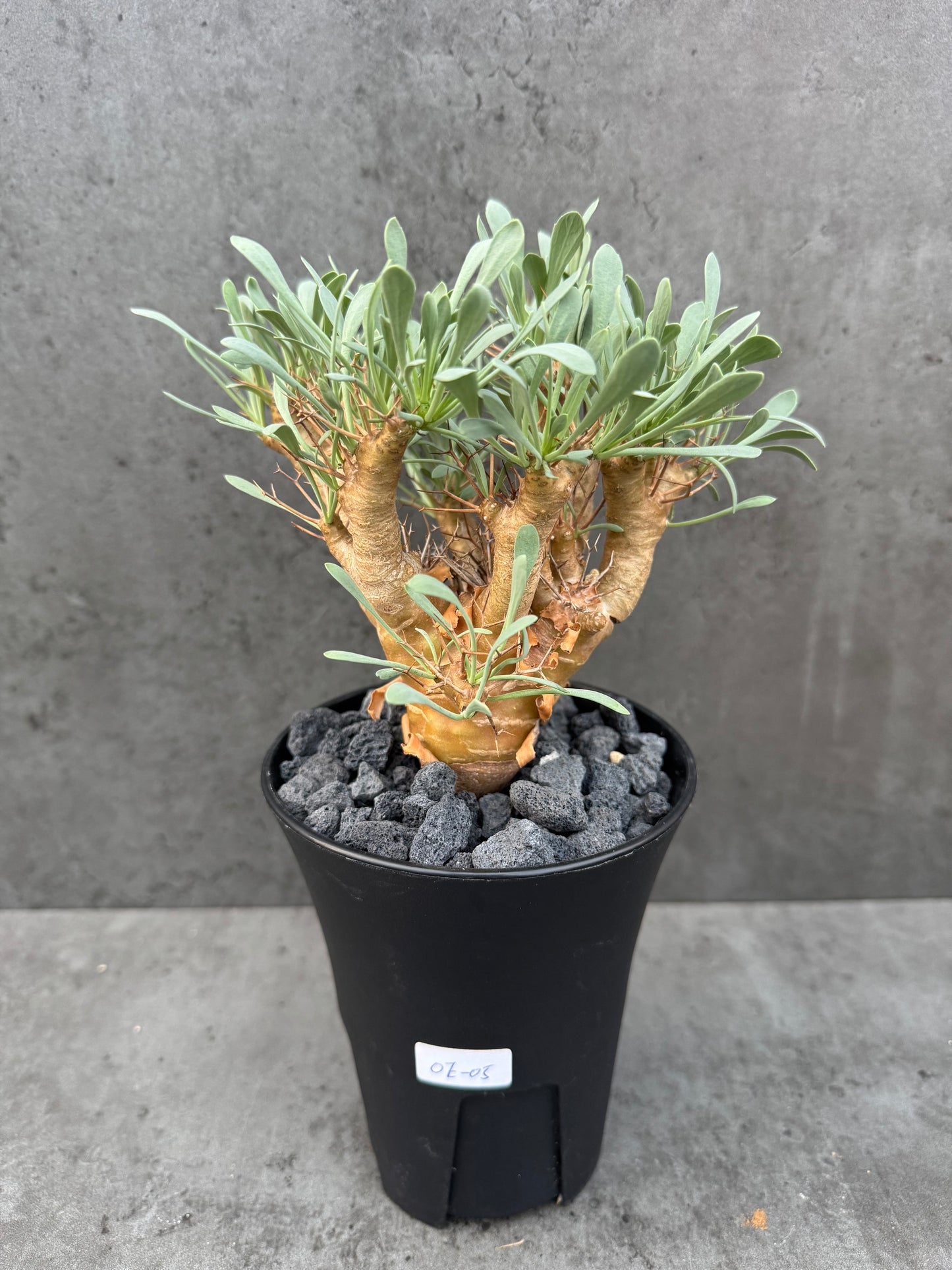 Othonna euphorbioides - große Pflanzen