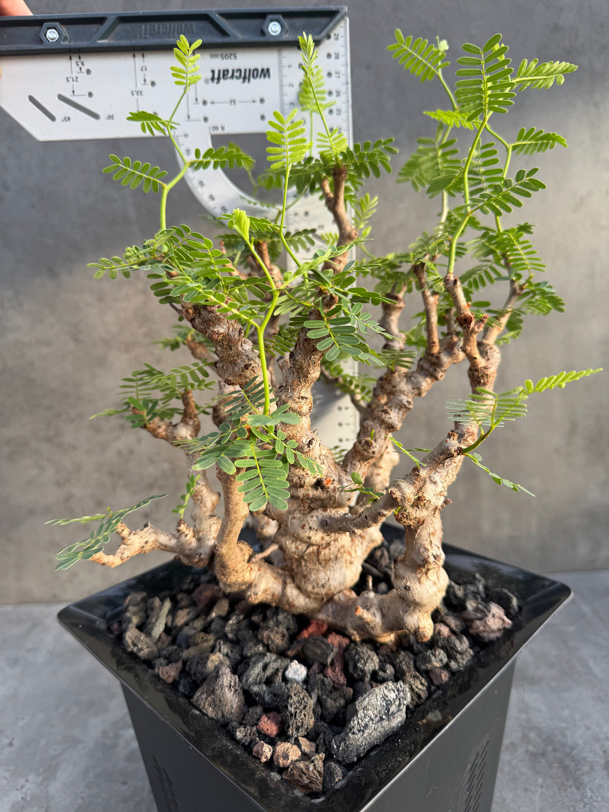 Senna meridionalis - ein exklusives Exemplar!