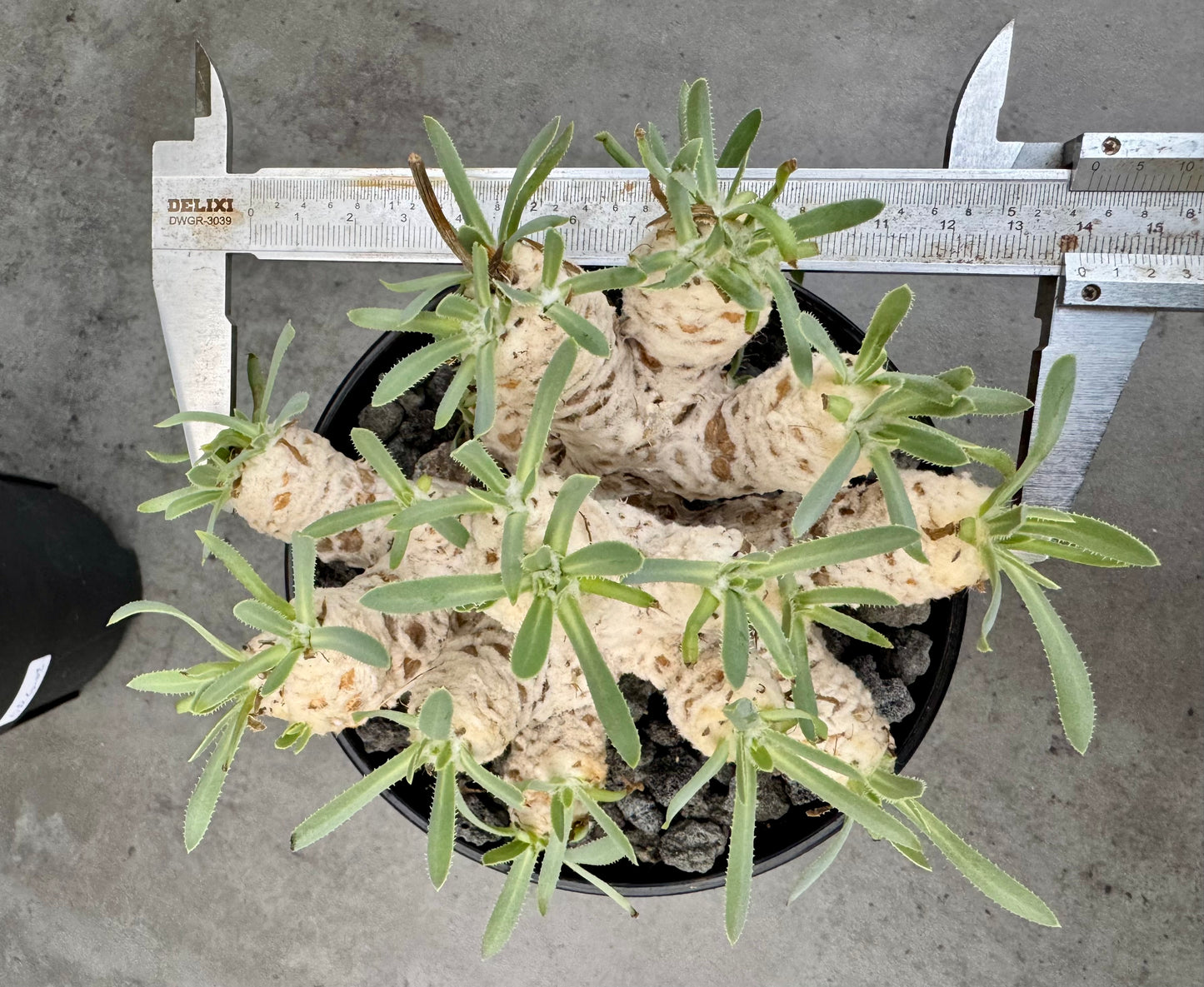 Othonna retrorsa- Riesenmutterpflanzen