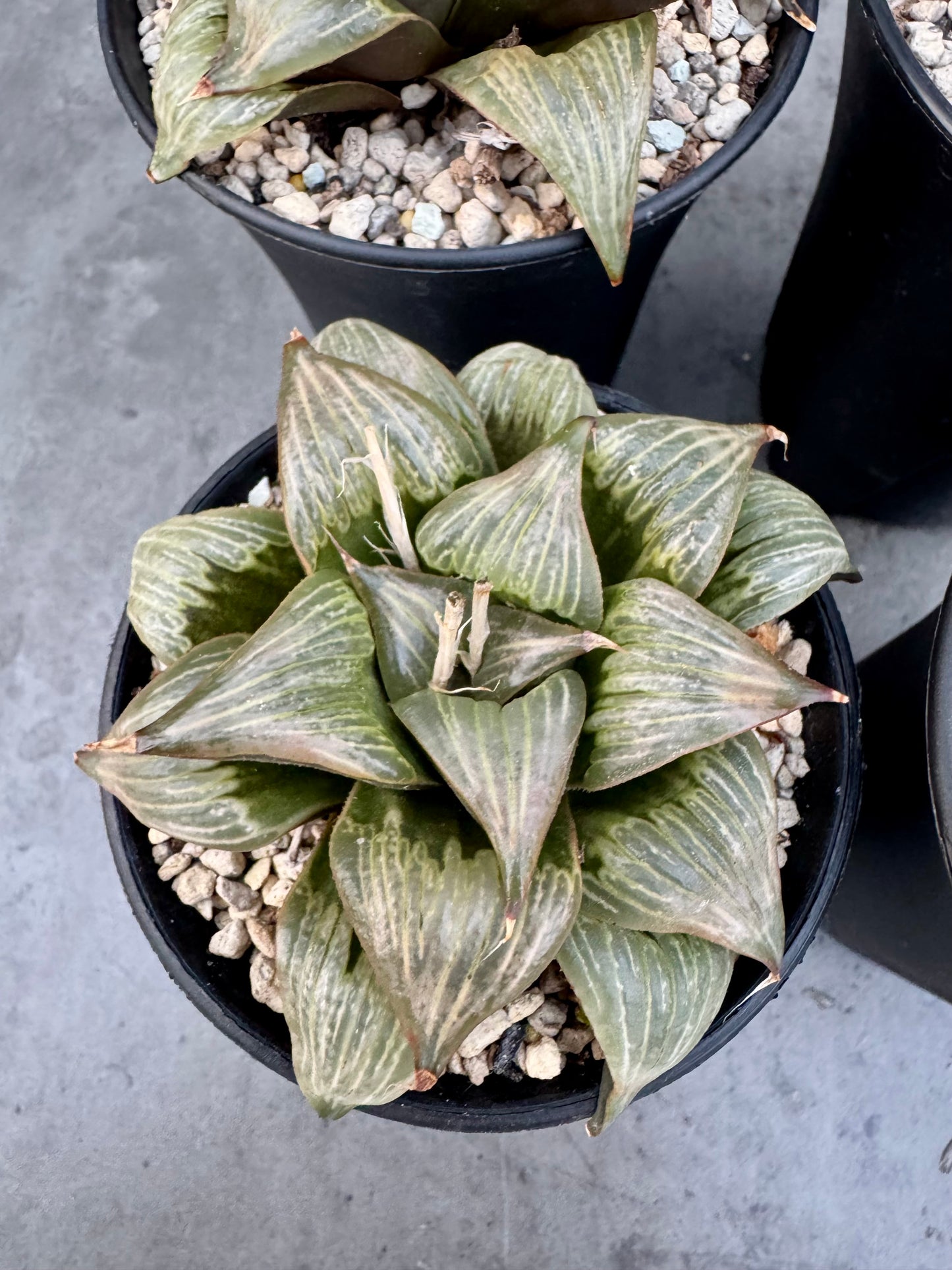 Haworthia mirabilis v. badia