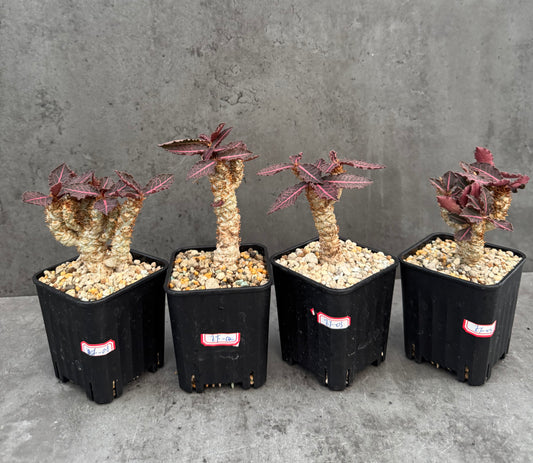 Euphorbia francoisii var. crassicaulis 'Rubrifolia' – robust kultiviert in rein mineralischem Substrat.