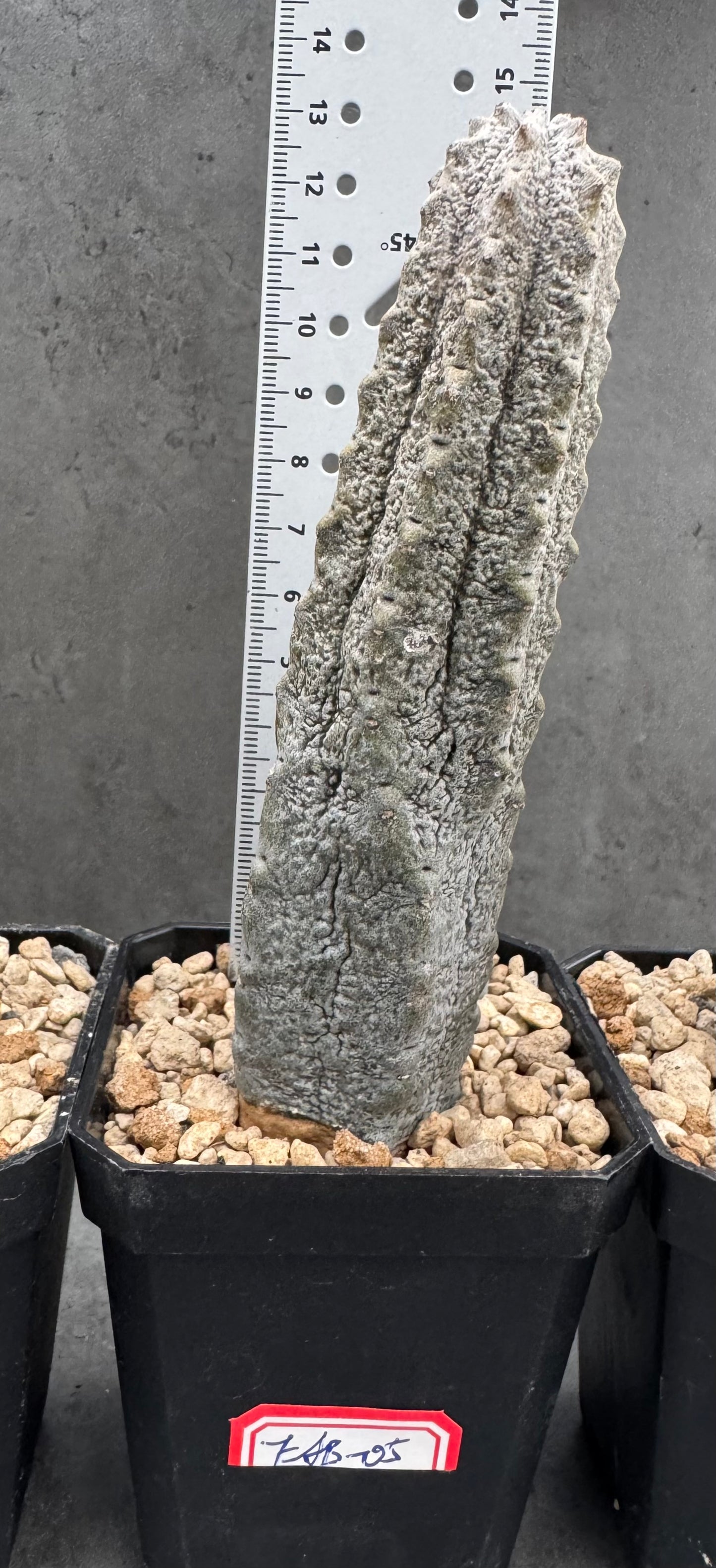 Euphorbia abdelkuri – wurzecht