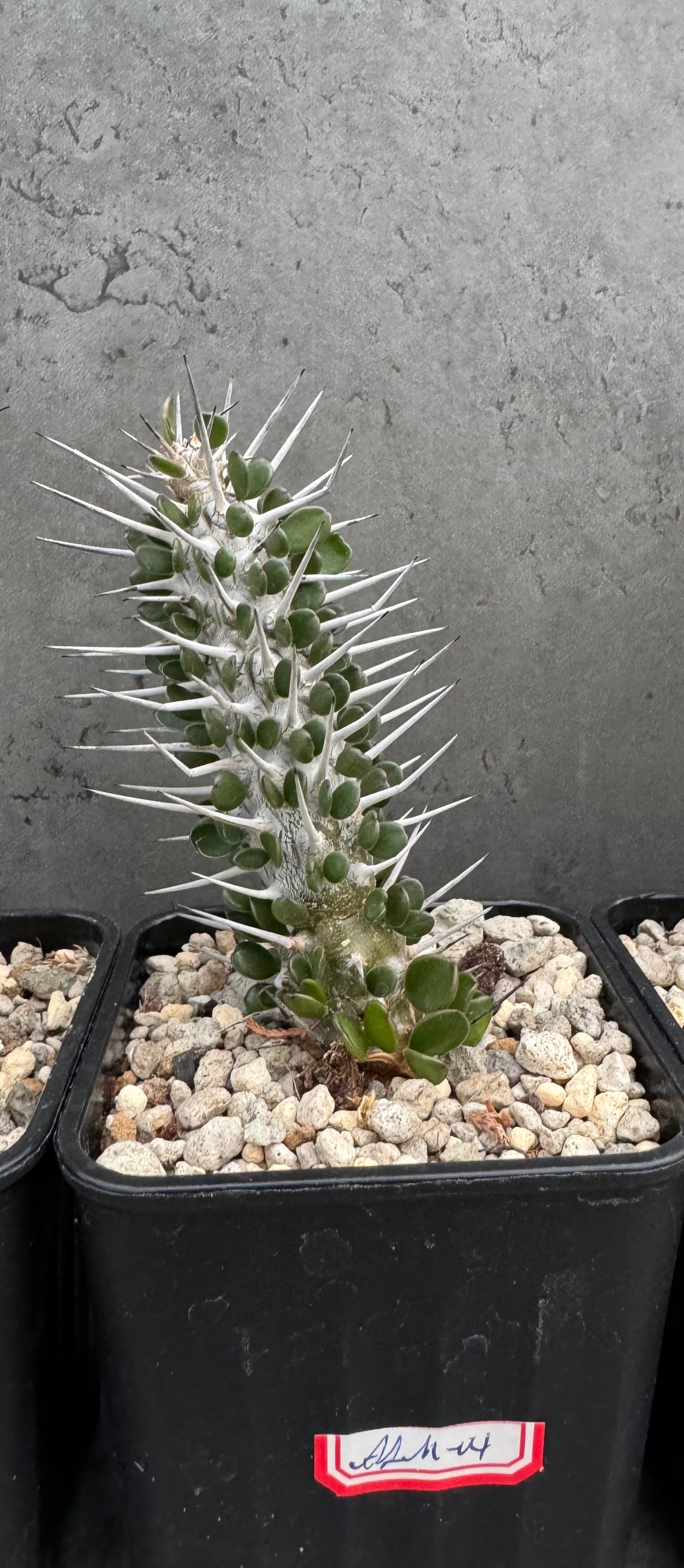 Alluaudia montagnacii