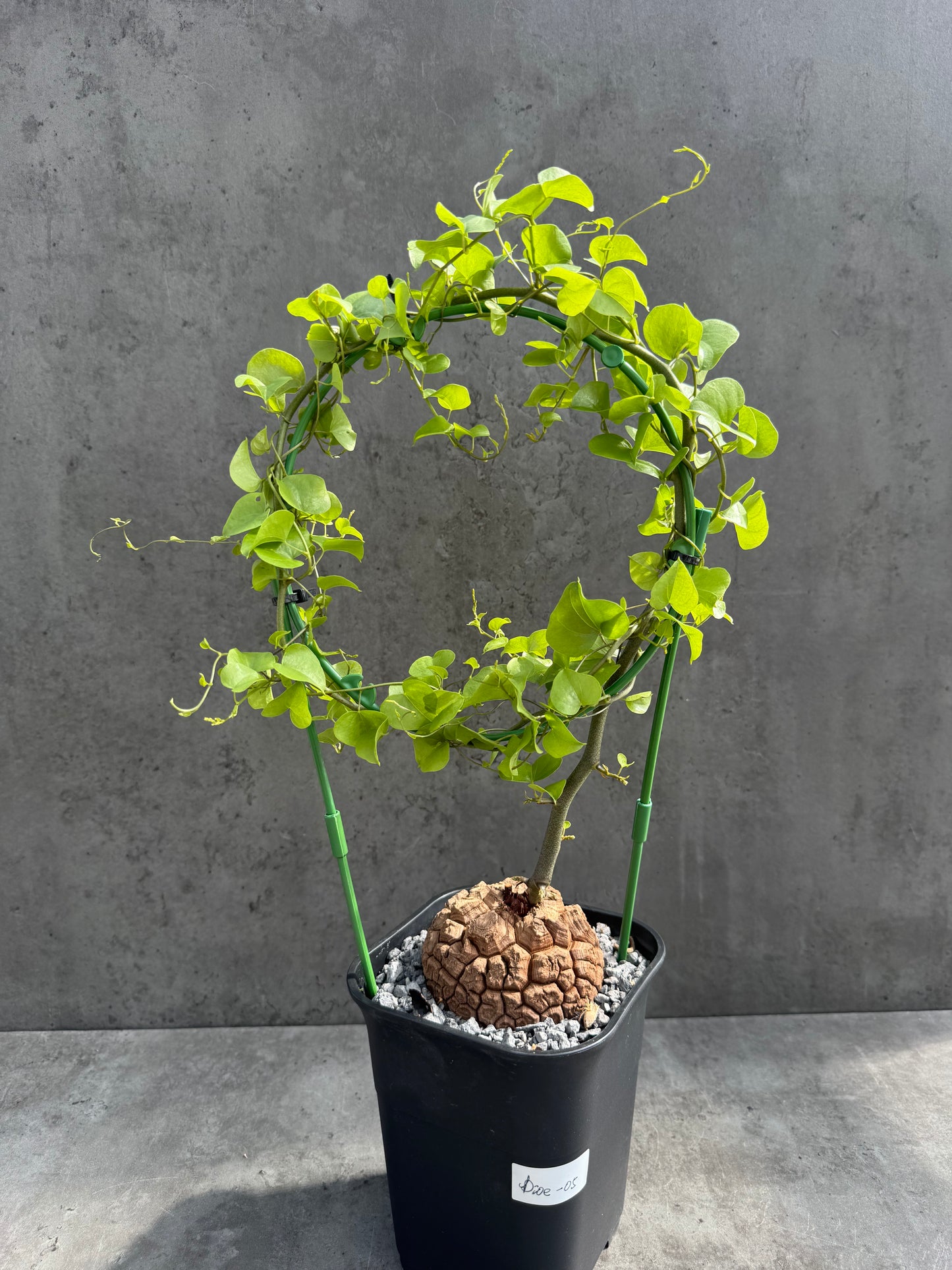 Dioscorea elephantipes – vollständig bewurzeltes Exemplar – Dioe-05