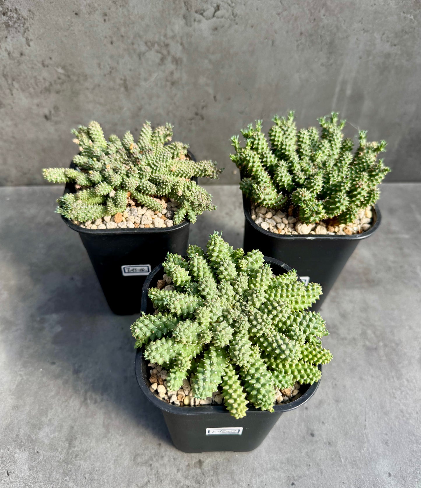 Euphorbia atroviridis