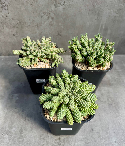 Euphorbia atroviridis