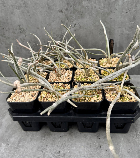 Astrophytum caput-medusae wurzelecht!