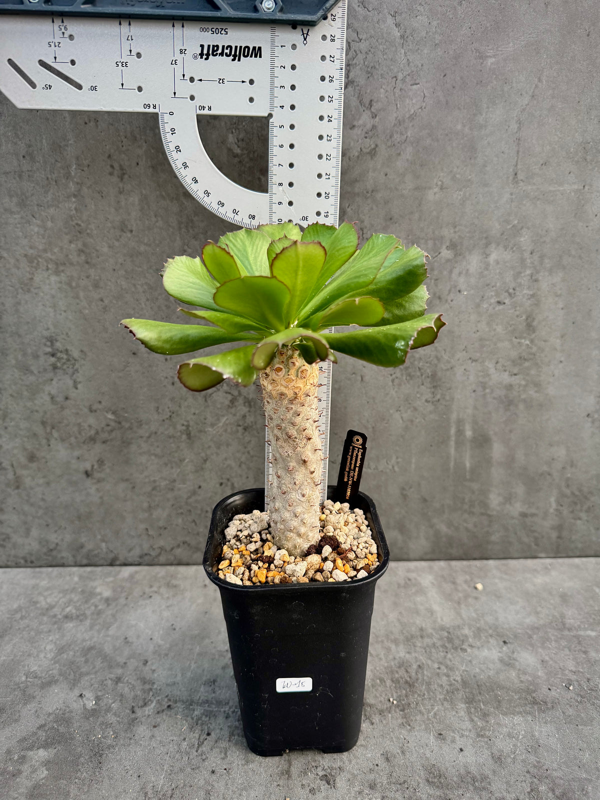 Euphorbia unispina