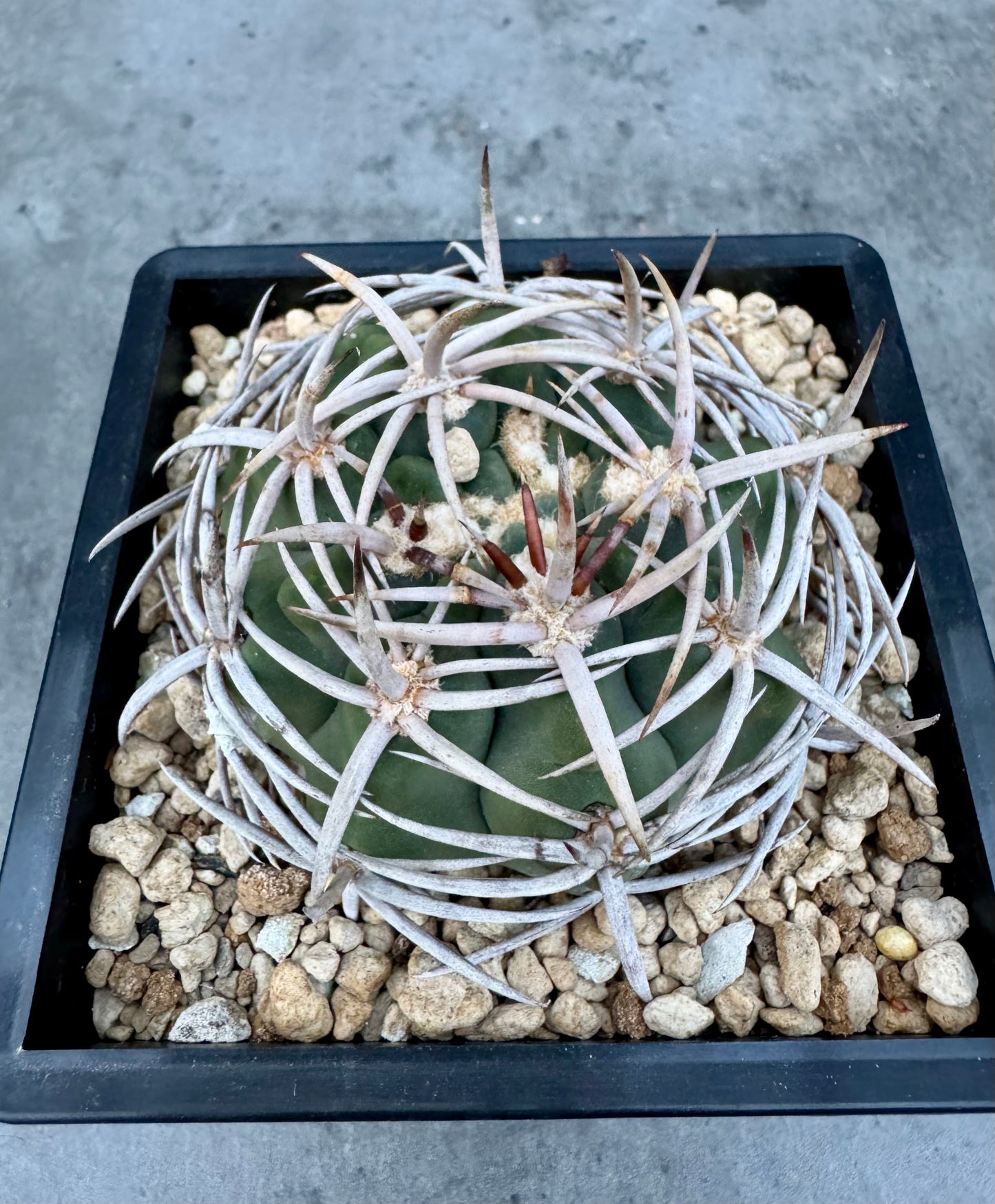 Gymnocalycium hybopleurum - super Selektion