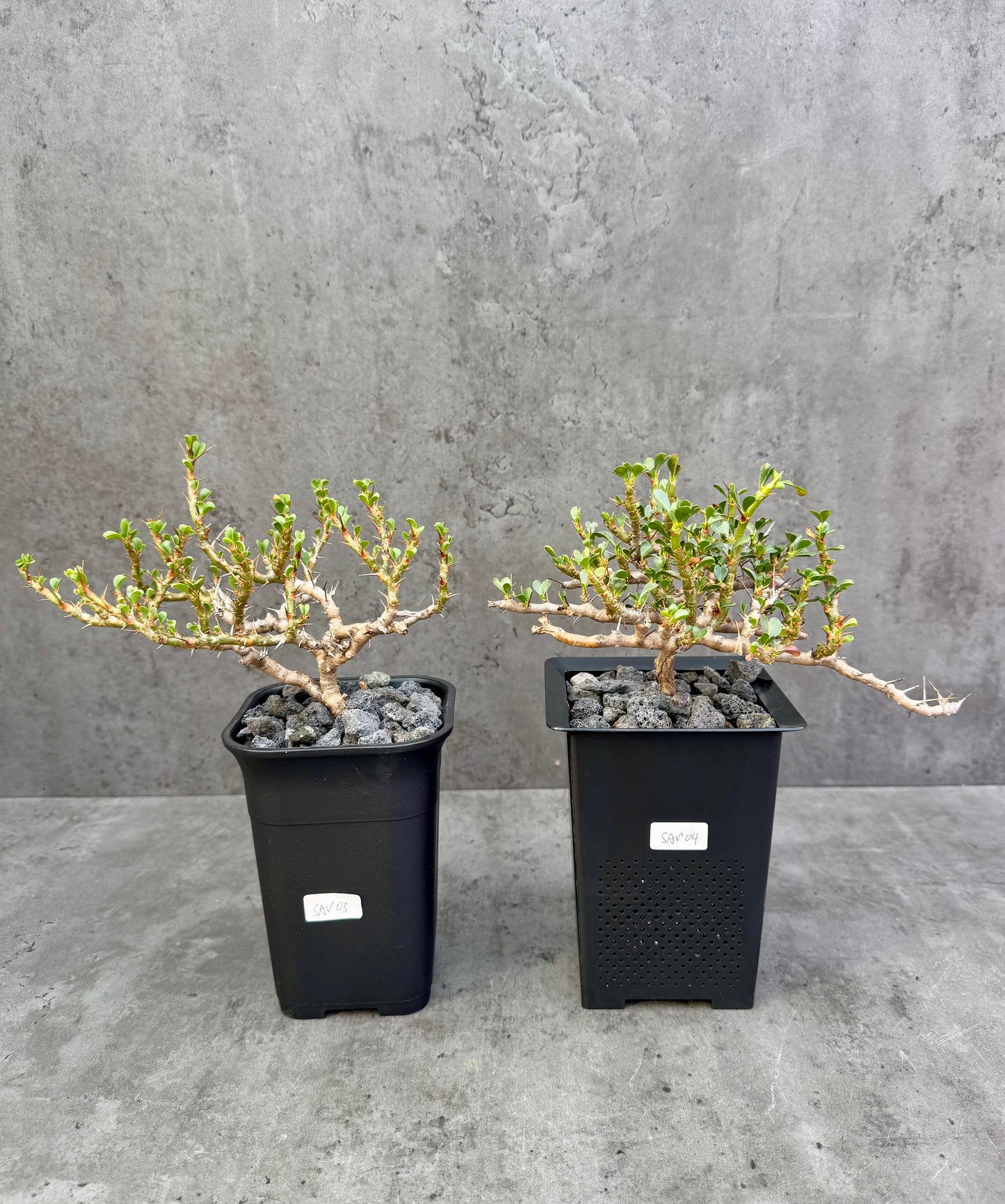 Sarcocaulon vanderietiae