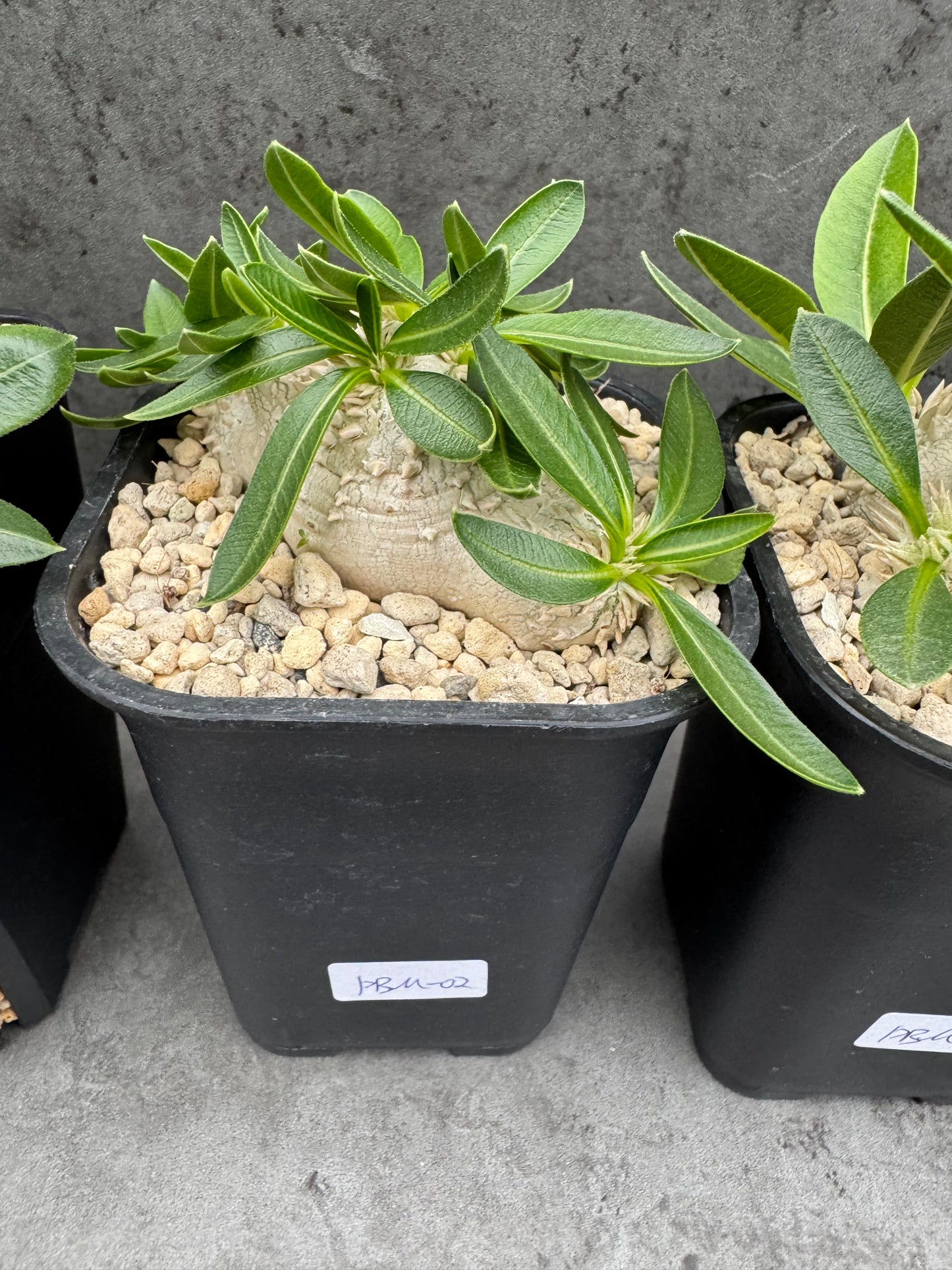 Pachypodium brevicaule - wurzelecht 7cm