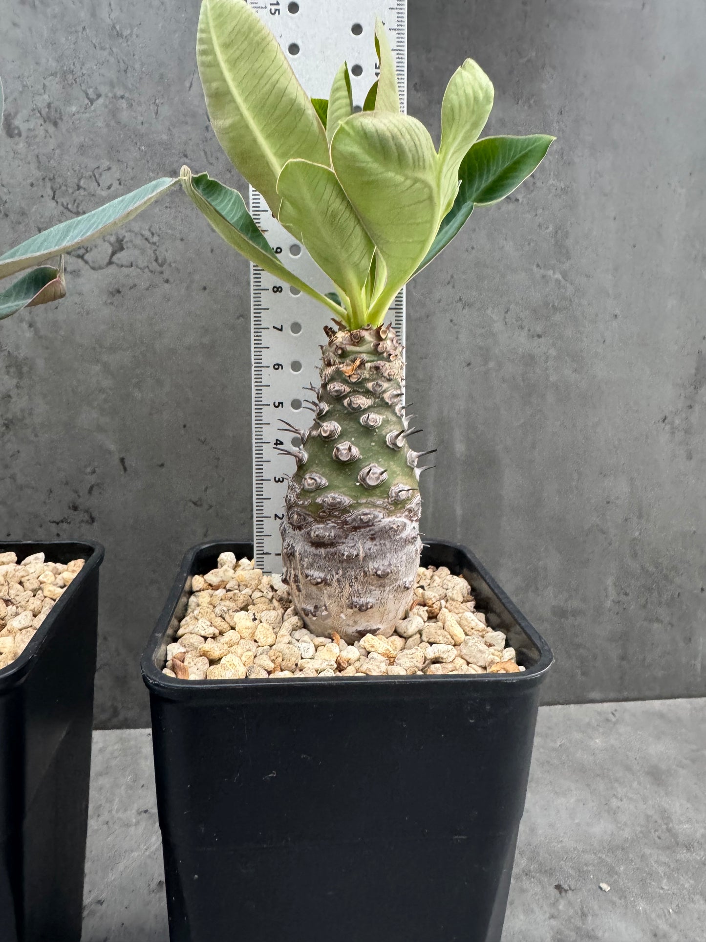 Euphorbia pachypodioides