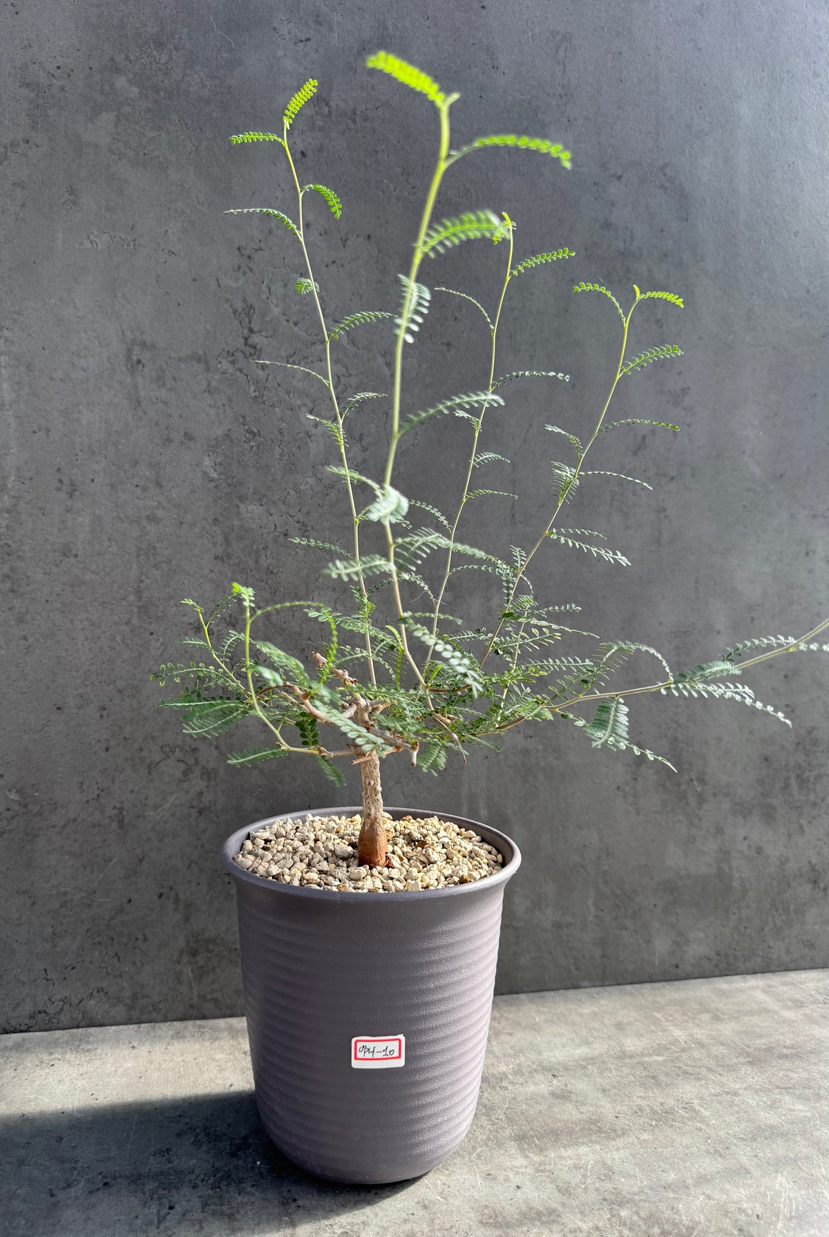 Operculicarya hyphaenoides XL-Exemplare -Rarität