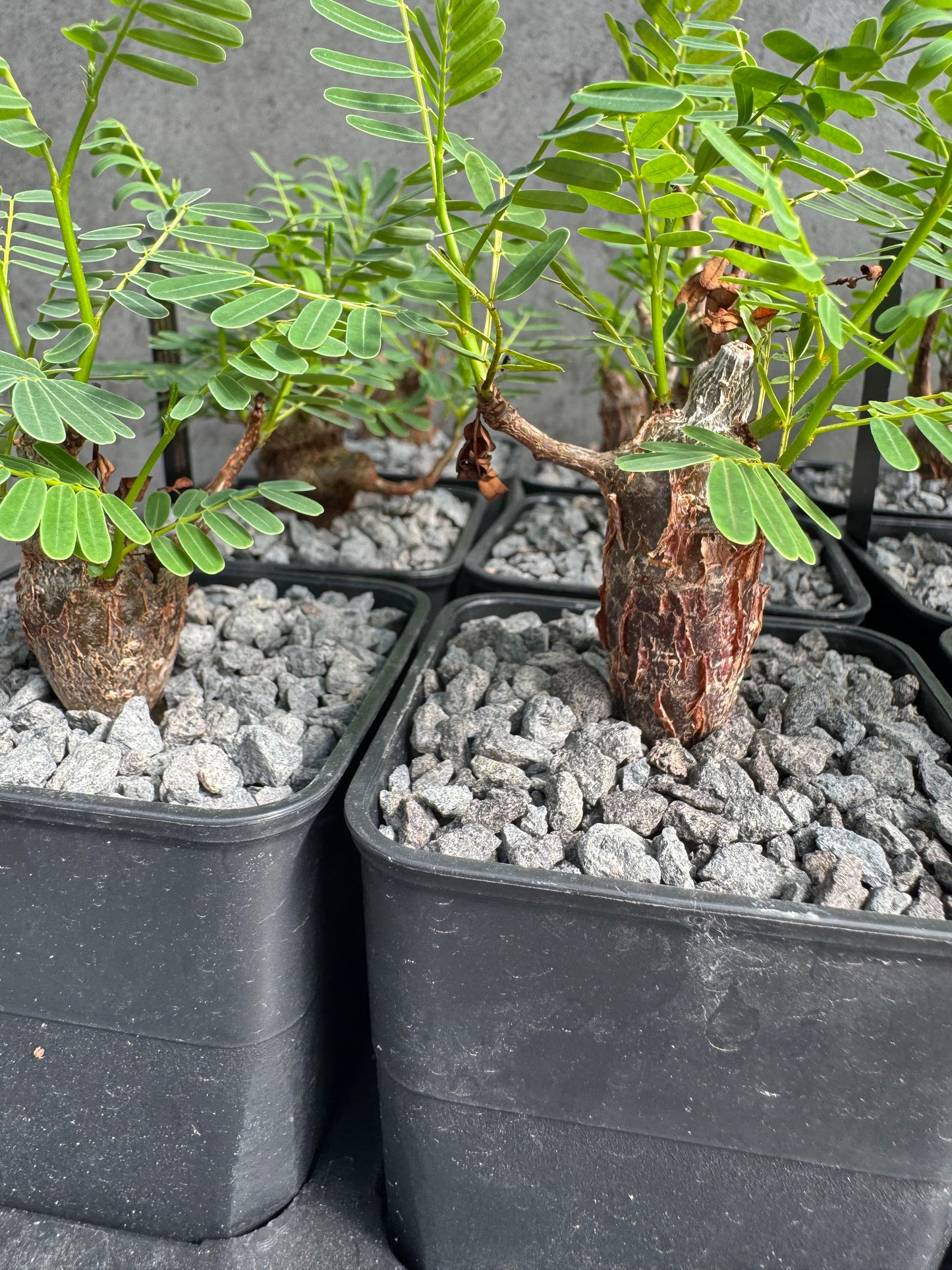 Senna meridionalis
