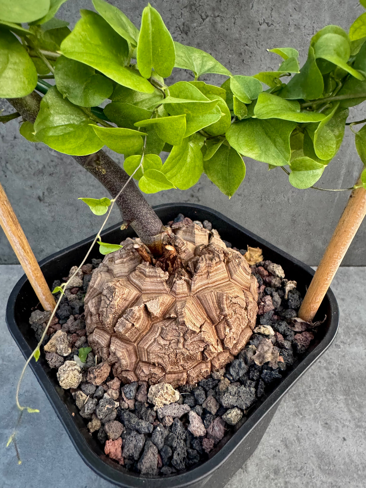 Dioscorea elephantipes – vollständig bewurzeltes Exemplar – Dio-12