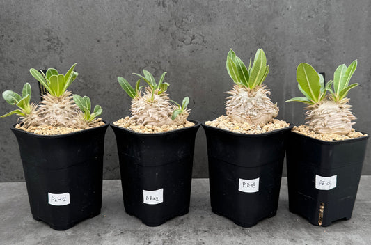 Pachypodium eburneum