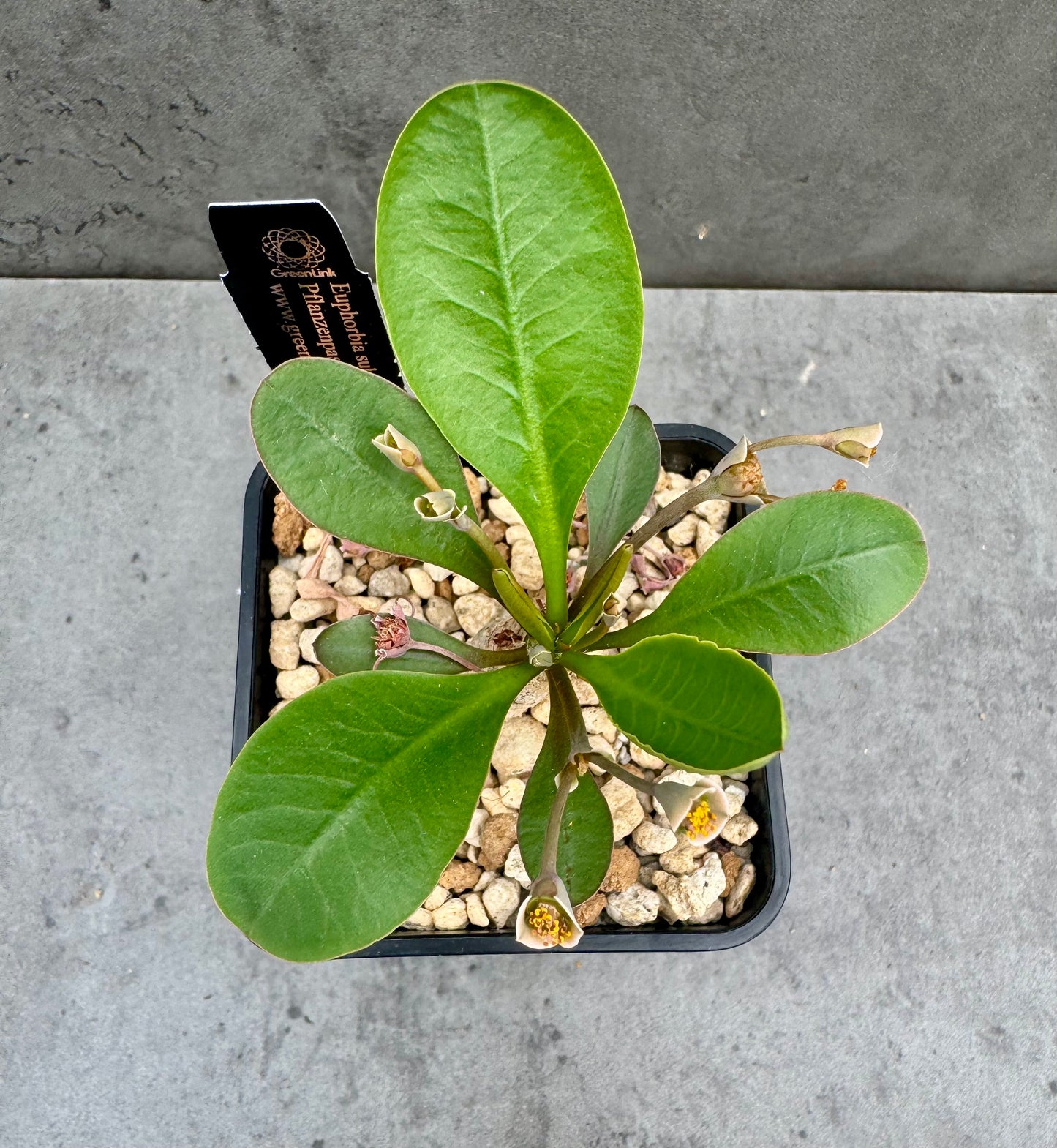 Euphorbia subapoda