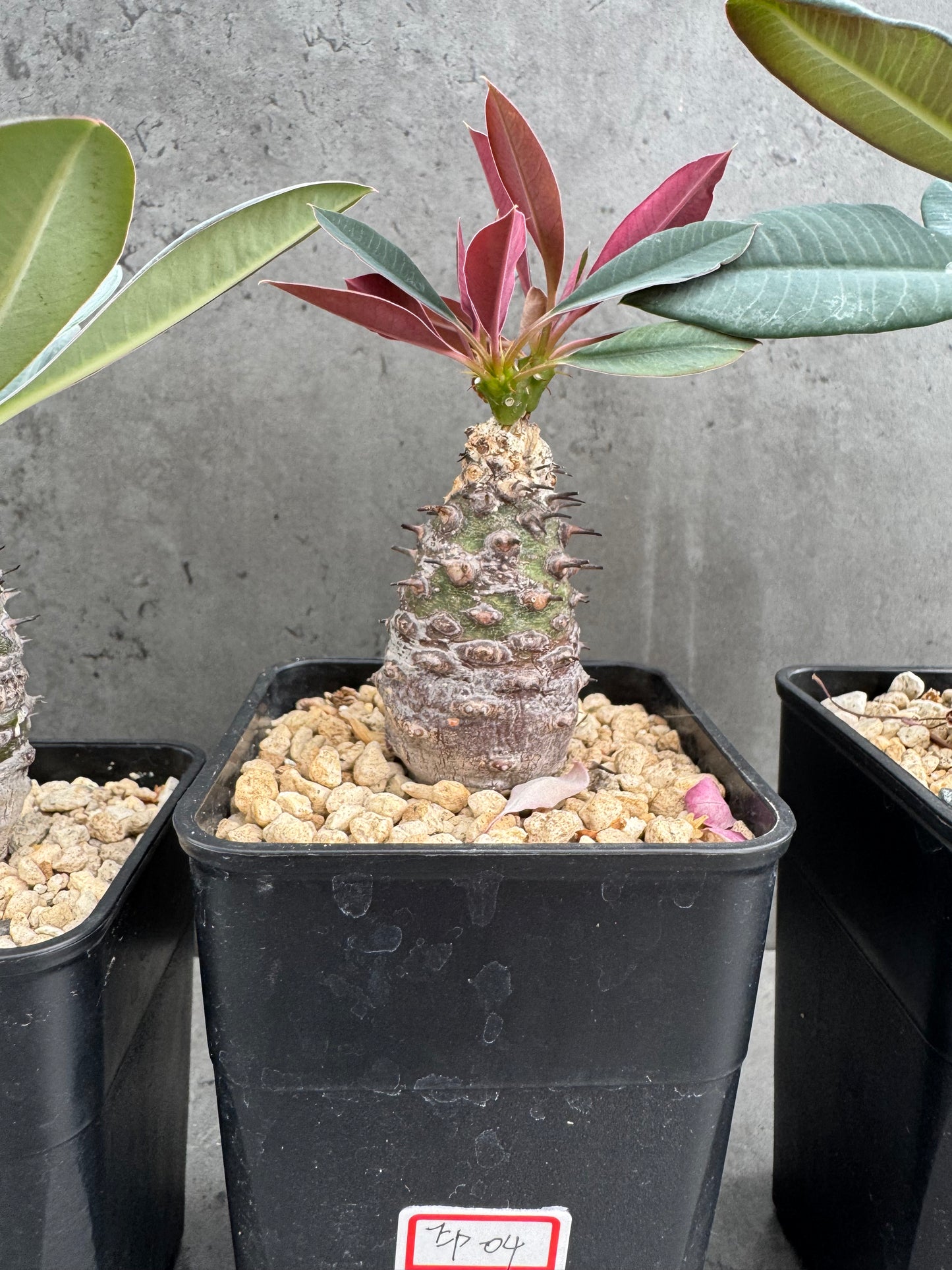 Euphorbia pachypodioides