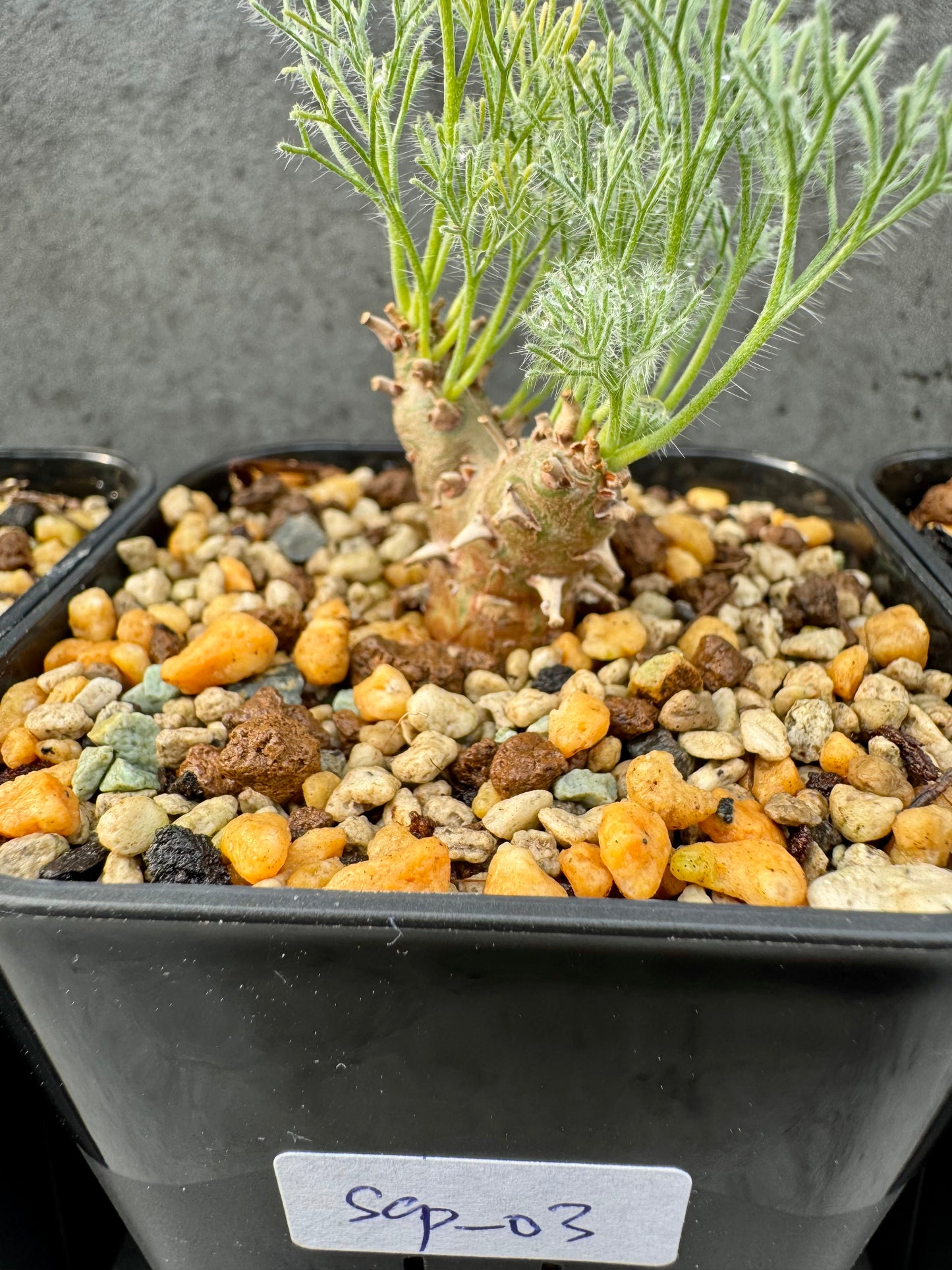 Sarcocaulon peniculinum