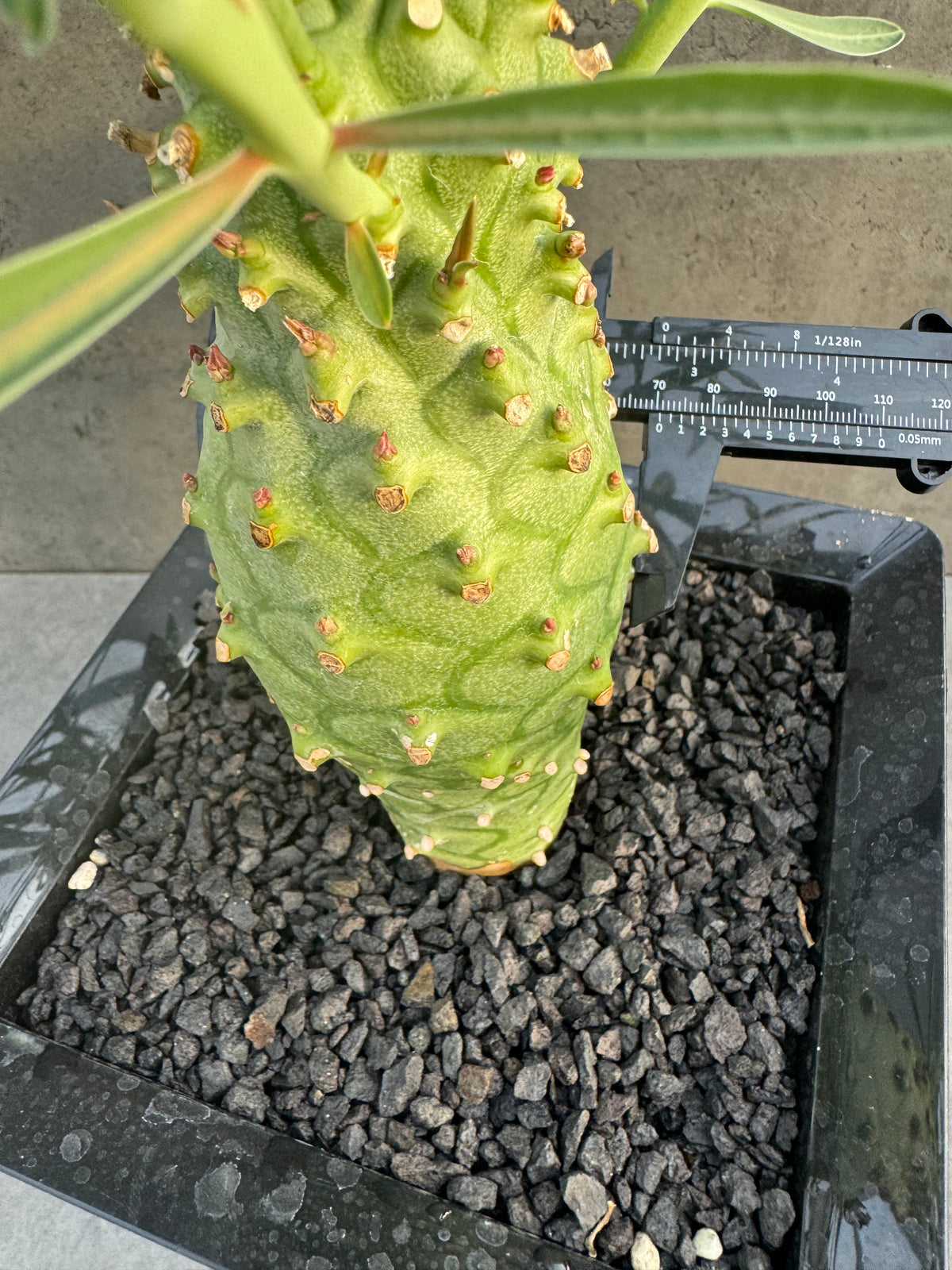 Euphorbia monteiroi – Angola Form (XXL - EM-01)