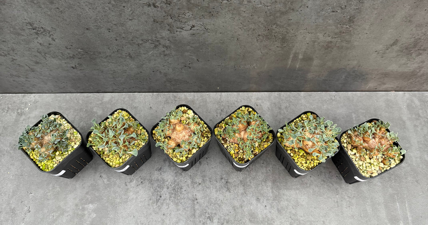 othonna cacalioides - große Pflanzen