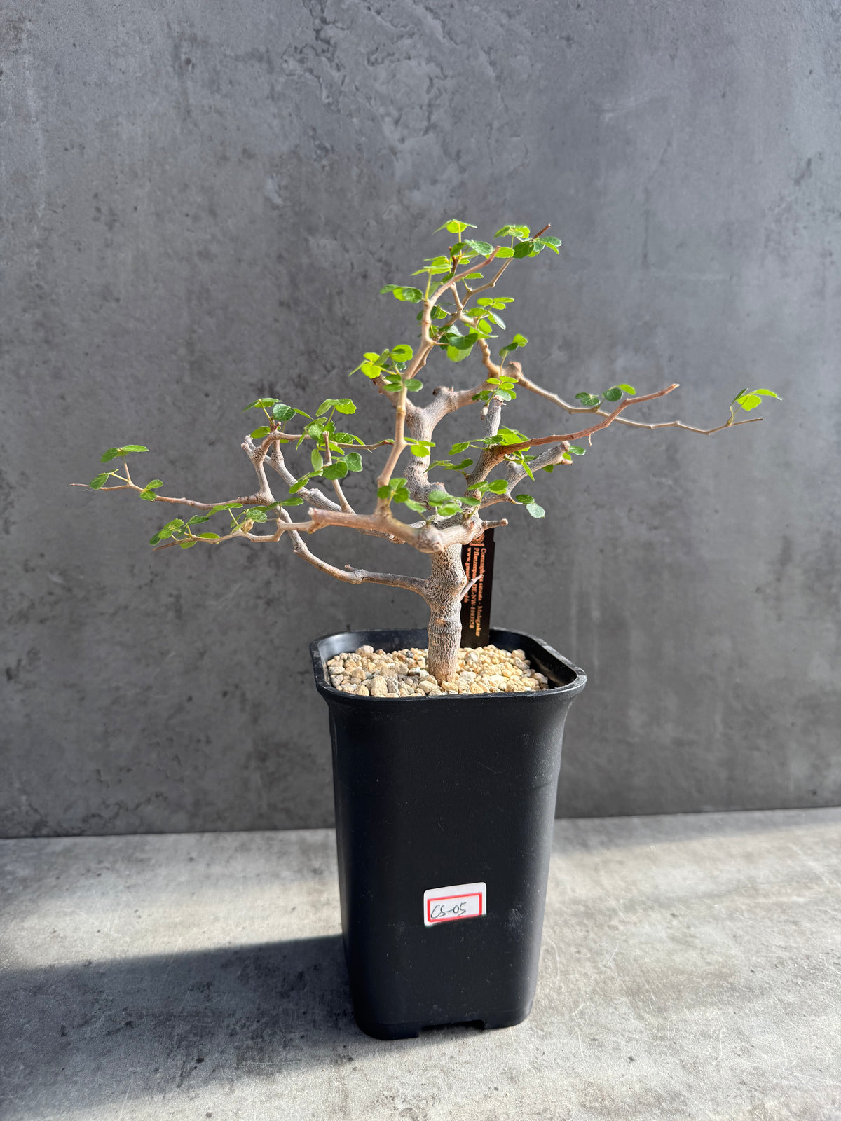 Commiphora sinuata – Seltene madagassische Commiphora