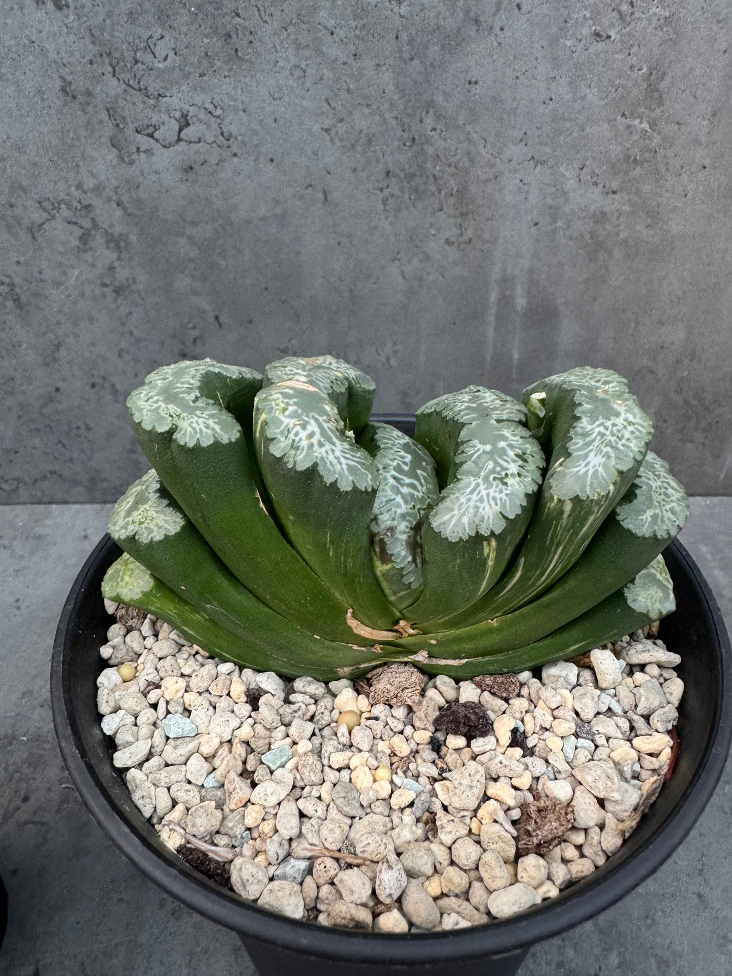 Haworthia Truncata 'Hokusai - Semi-variegata