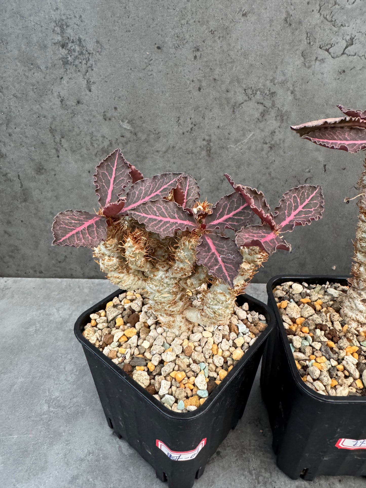 Euphorbia francoisii var. crassicaulis 'Rubrifolia' – robust kultiviert in rein mineralischem Substrat.