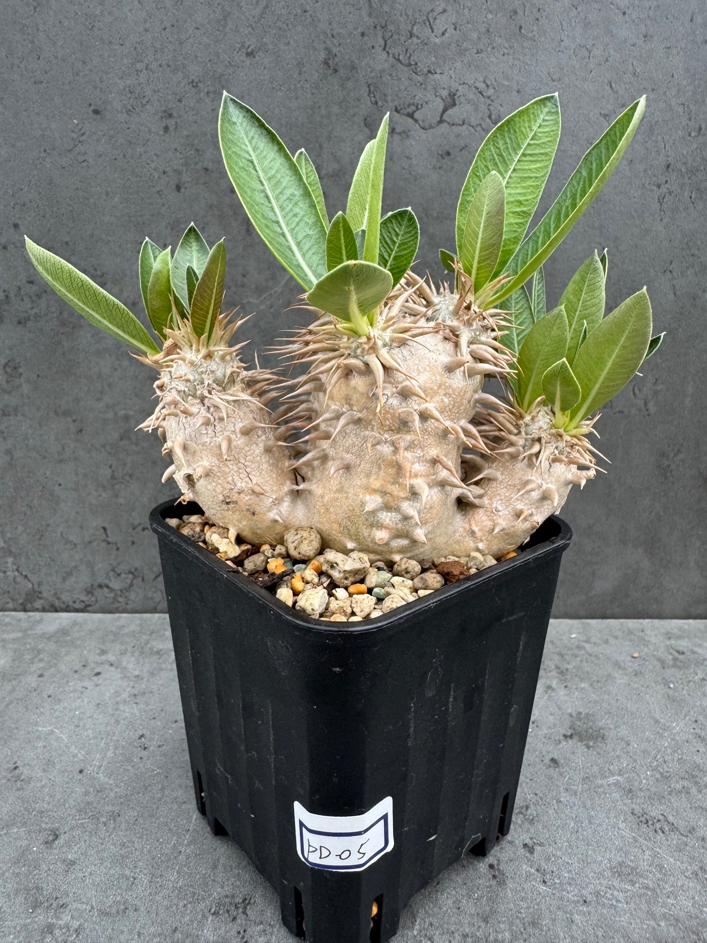 Pachypodium densiflorum