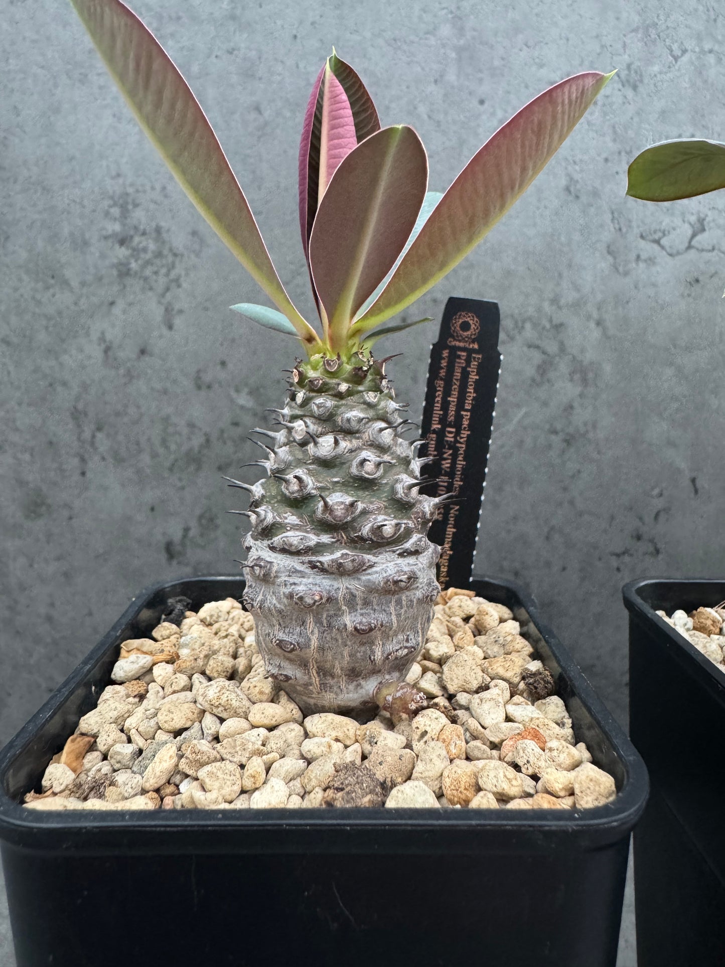 Euphorbia pachypodioides