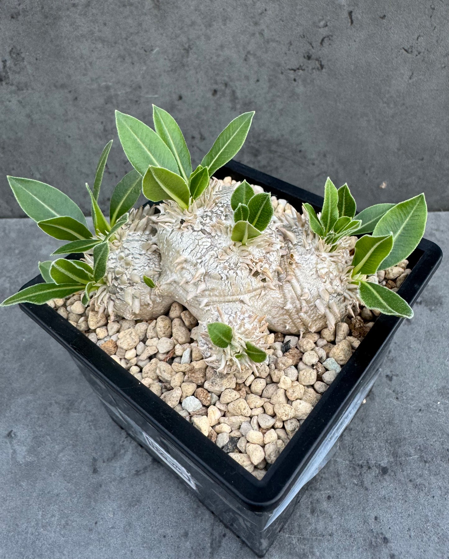 Pachypodium brevicaule – Kulturpflanzen aus deutscher Nachzucht - wurzelecht 8,5cm