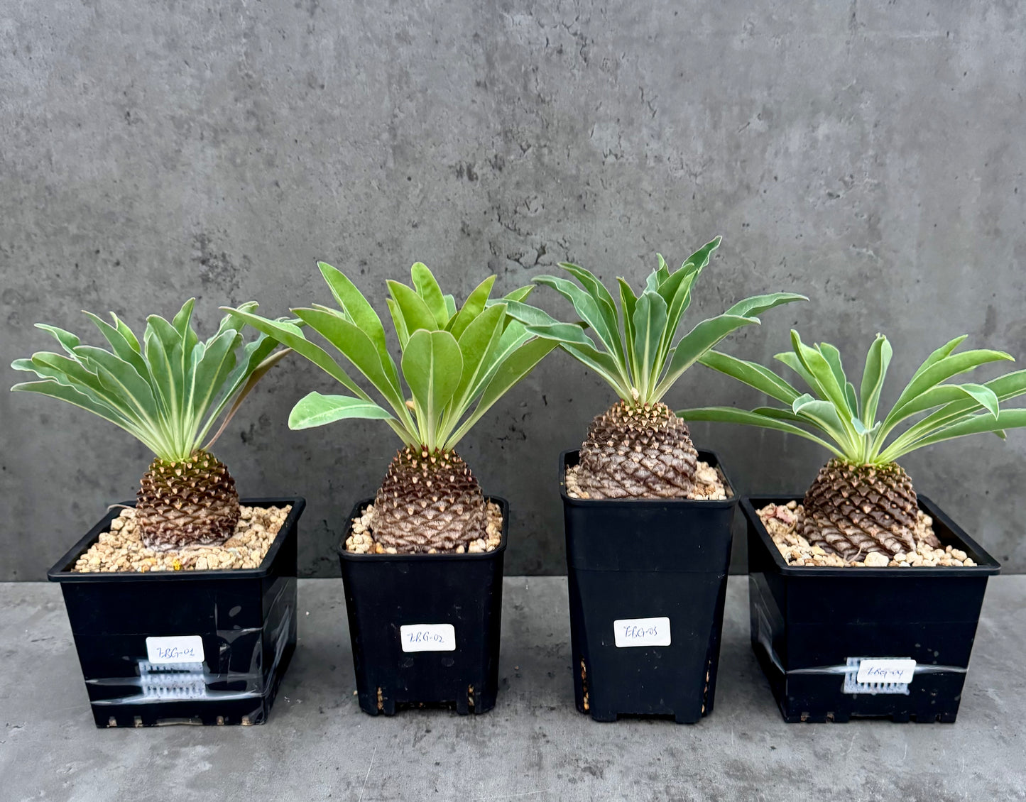 Euphorbia bupleurifolia – Exklusive Caudexpflanze mit Palmen- & Ananasoptik (große Exemplare)