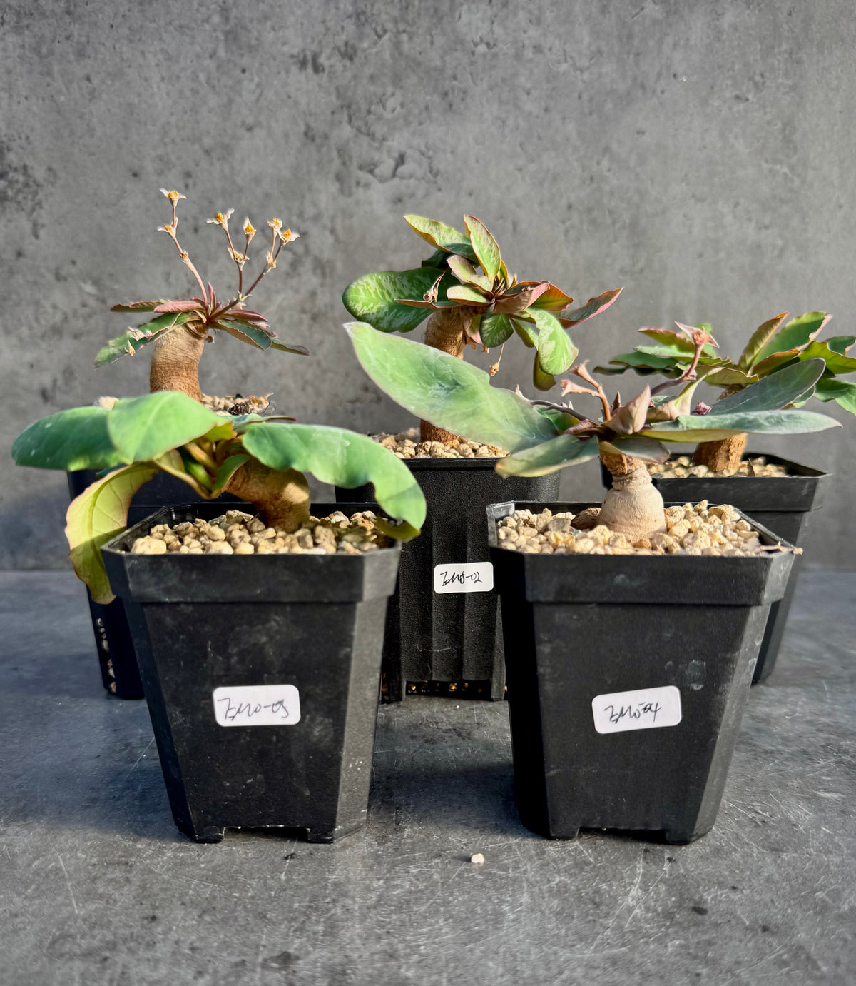 Euphorbia moratii