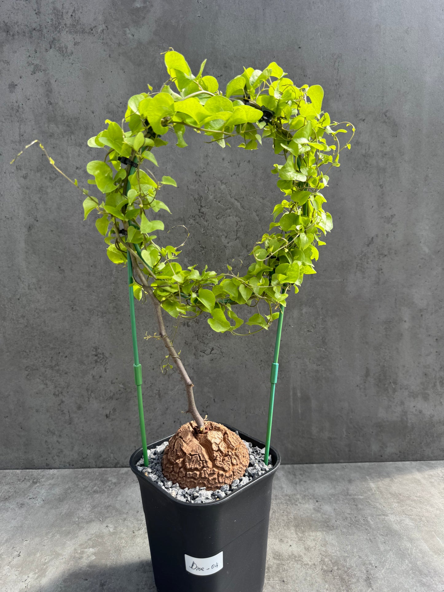 Dioscorea elephantipes – vollständig bewurzeltes Exemplar – Dioe-04