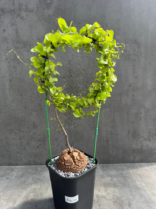 Dioscorea elephantipes – vollständig bewurzeltes Exemplar – Dioe-04