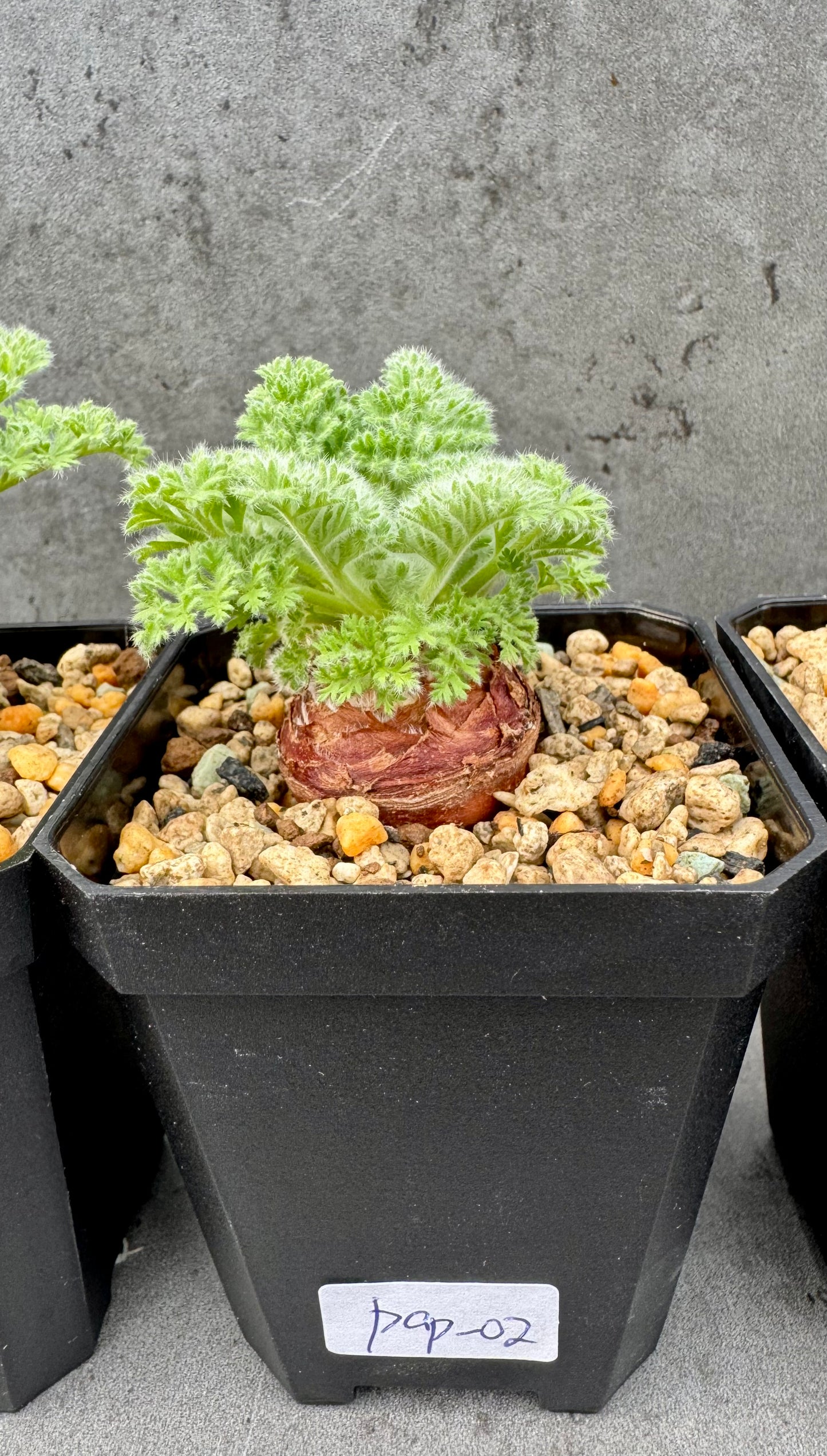 Pelargonium appendiculatum