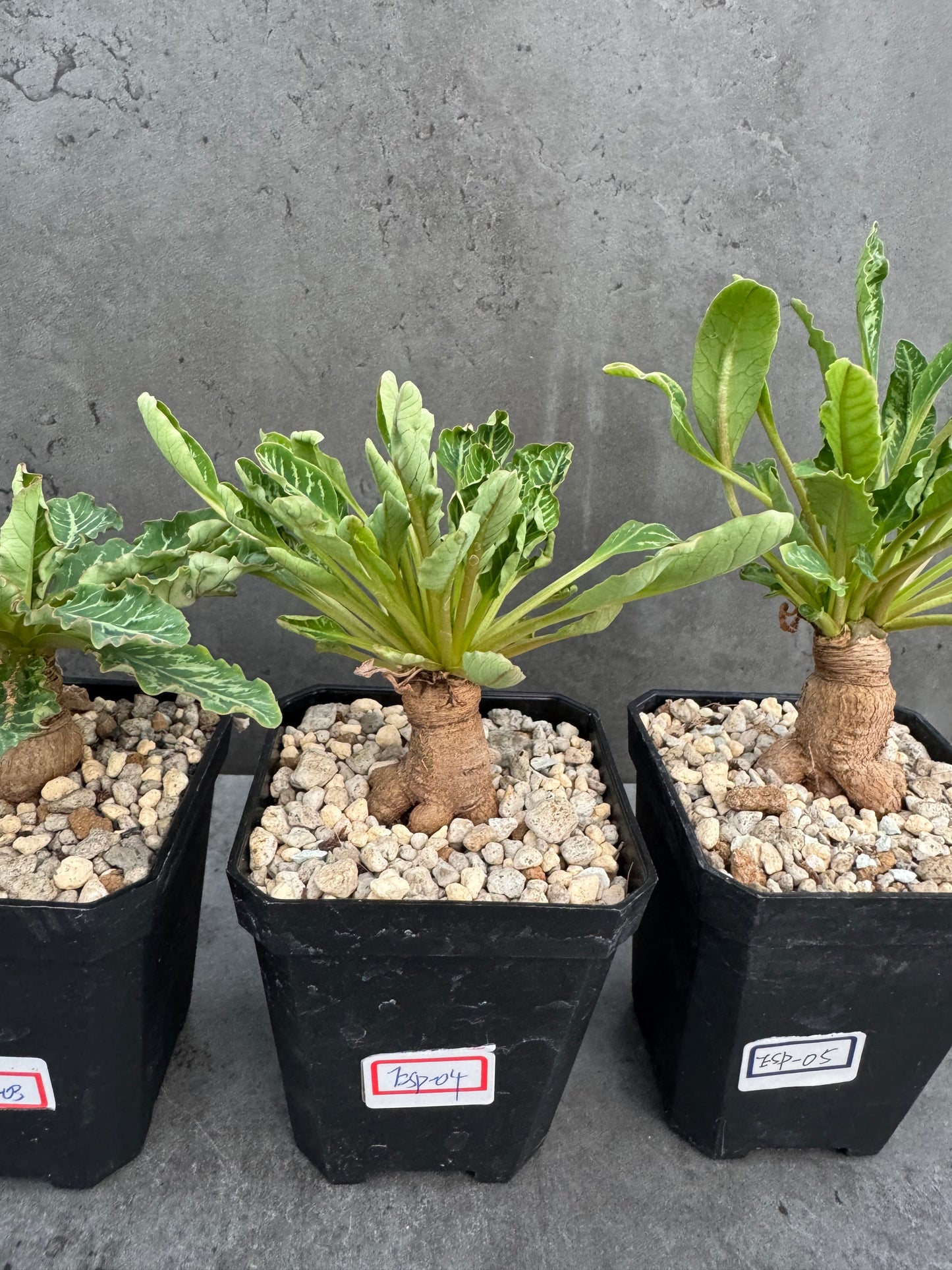 Euphorbia Spannringii fishbone