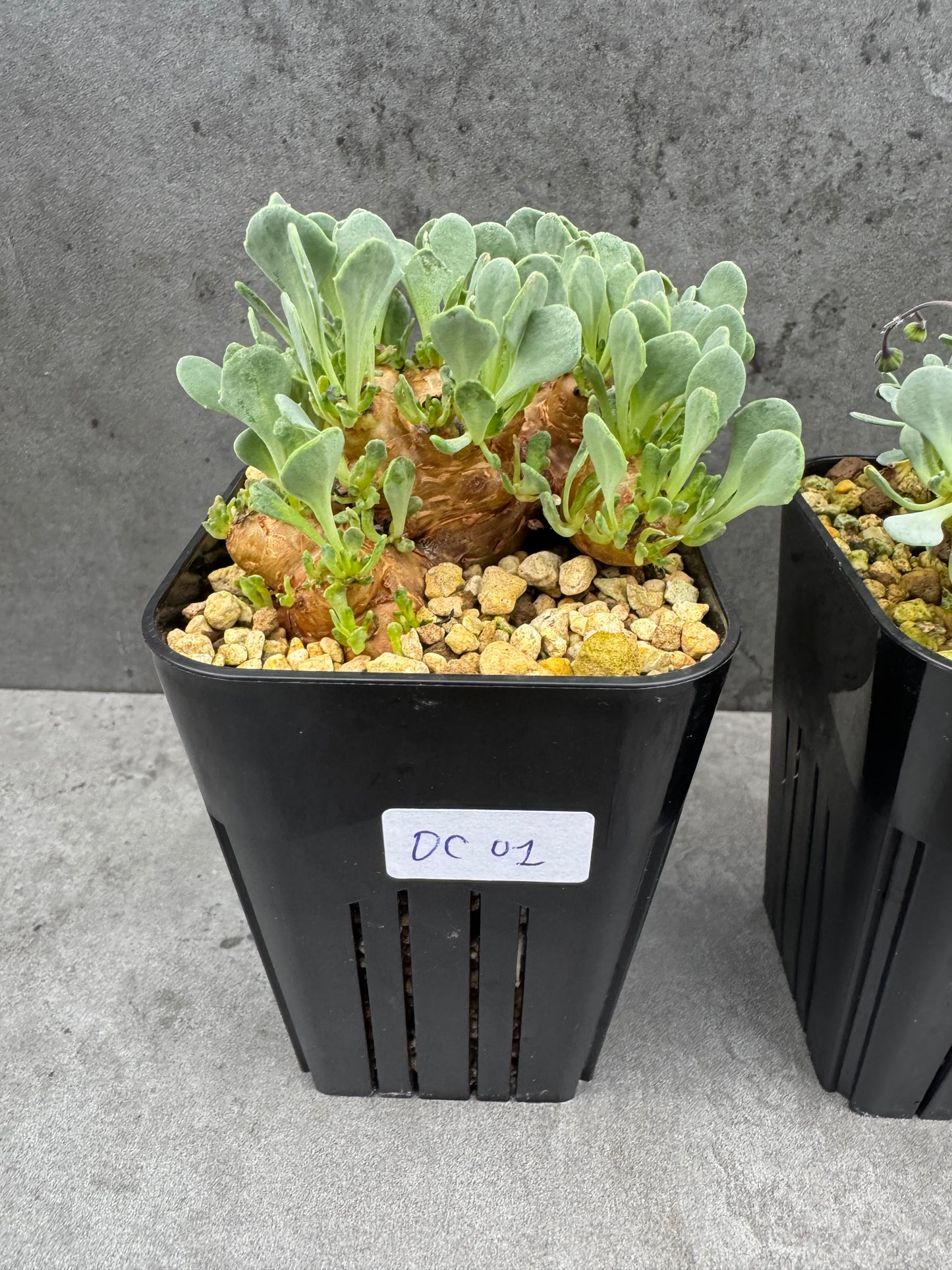 othonna cacalioides - große Pflanzen