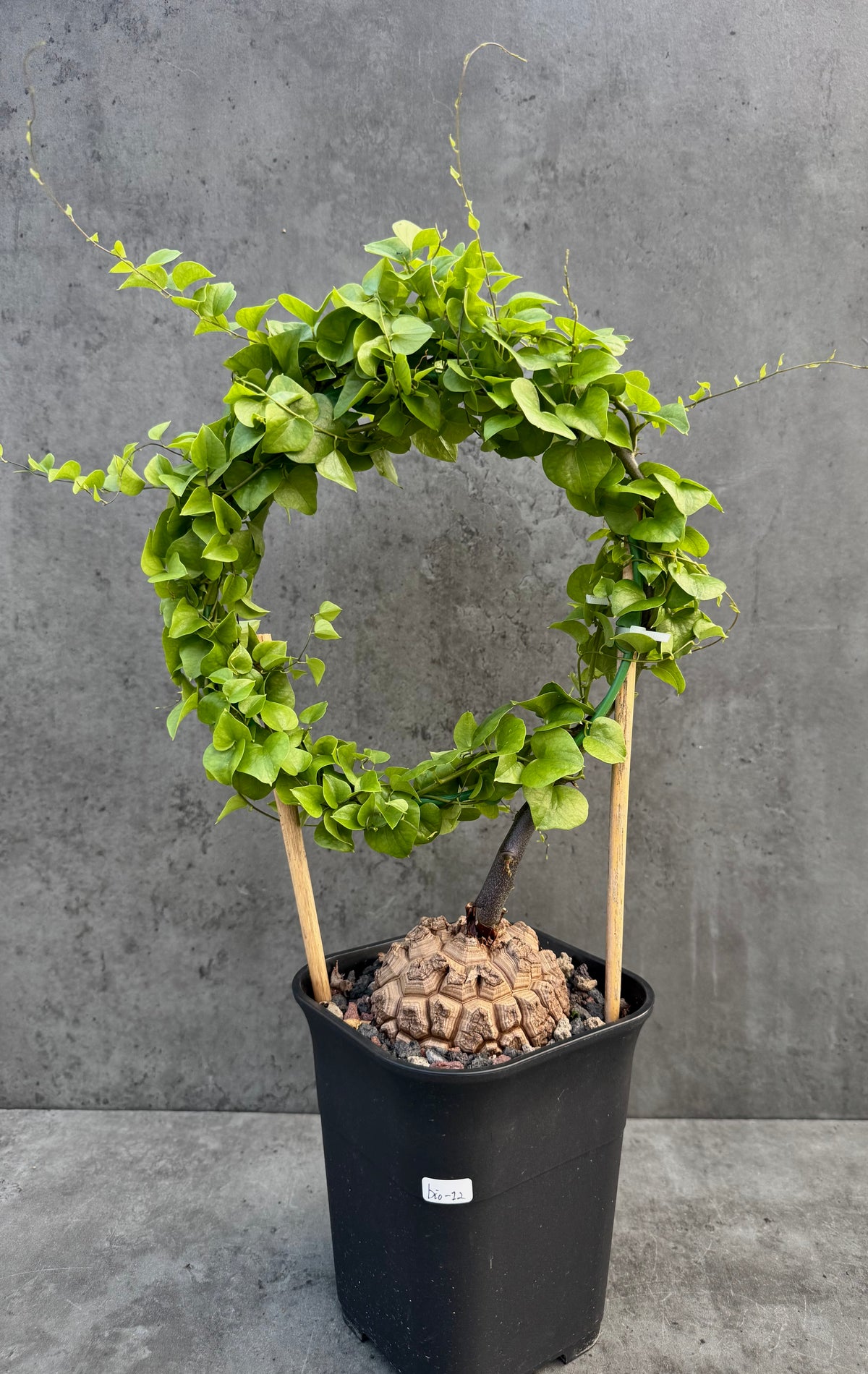 Dioscorea elephantipes – vollständig bewurzeltes Exemplar – Dio-12