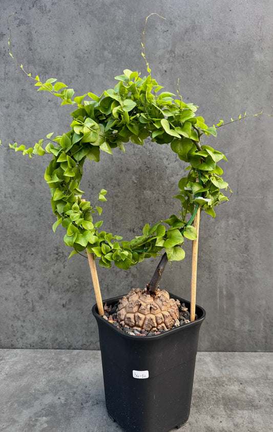 Dioscorea elephantipes – vollständig bewurzeltes Exemplar – Dio-12