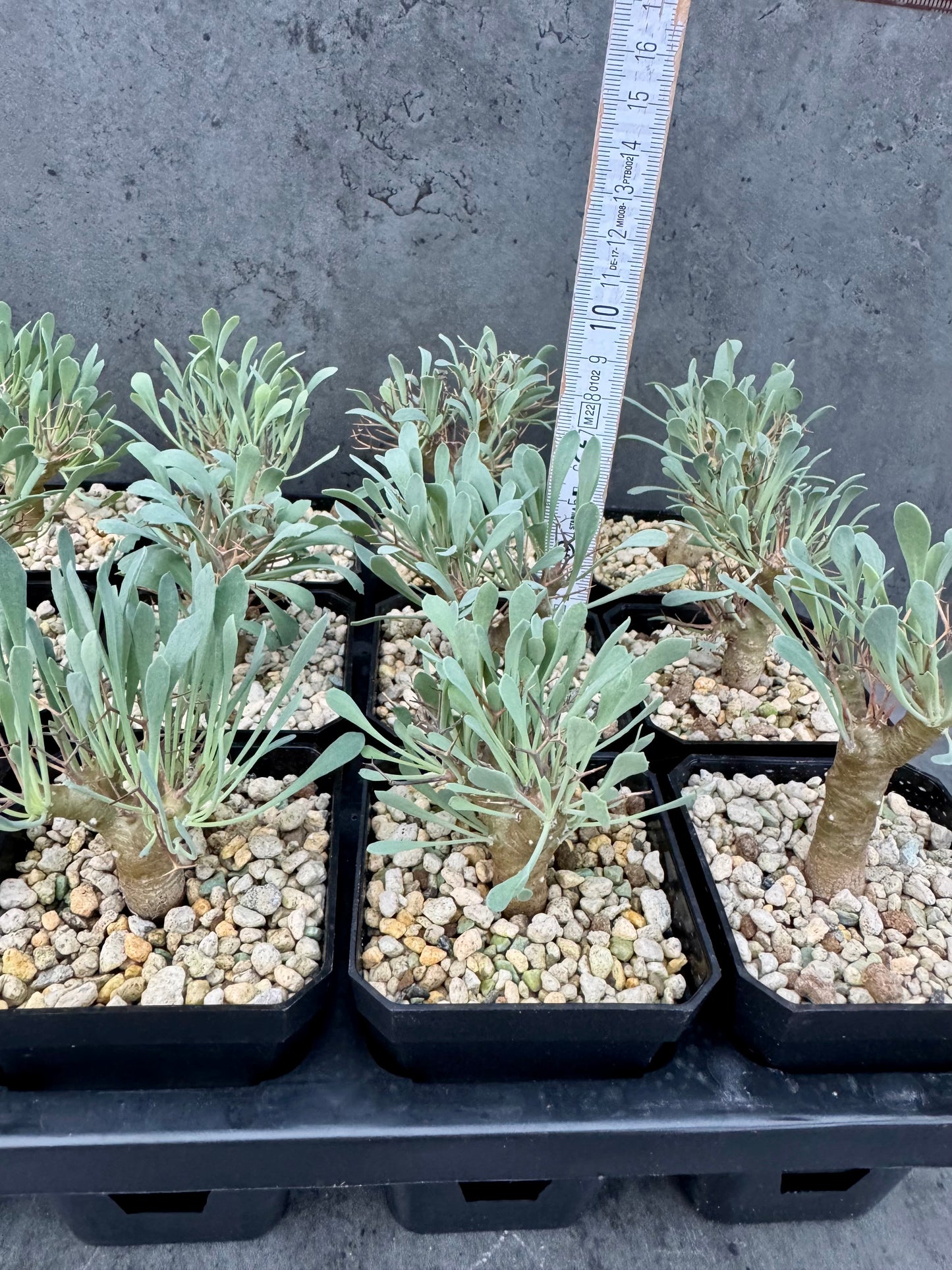 Othonna euphorbioides